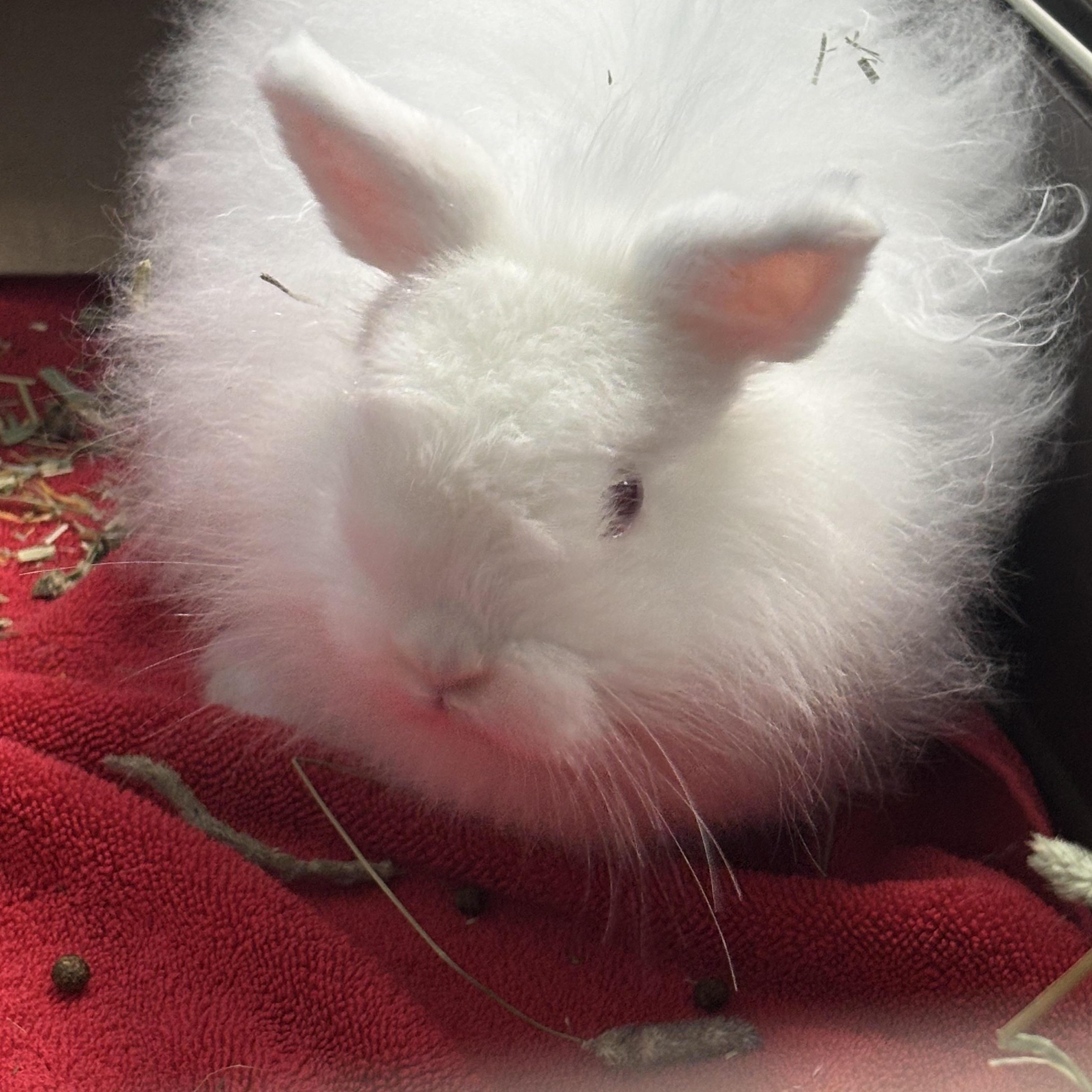 Enlarge Walter, a Adoptable Bunny Rabbit in Ravenna, OH image 2/2