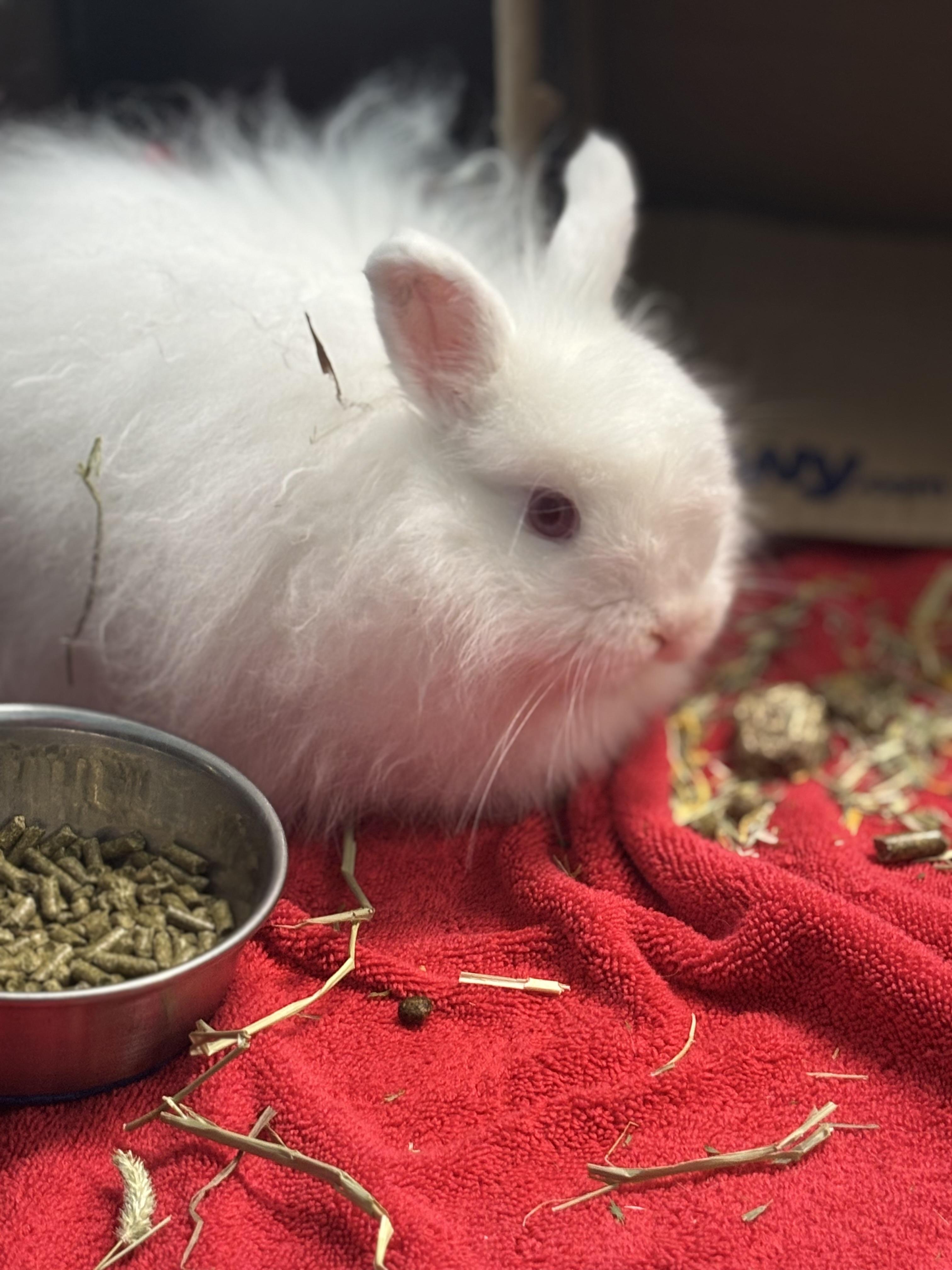 Enlarge Walter, a Adoptable Bunny Rabbit in Ravenna, OH image 1/2