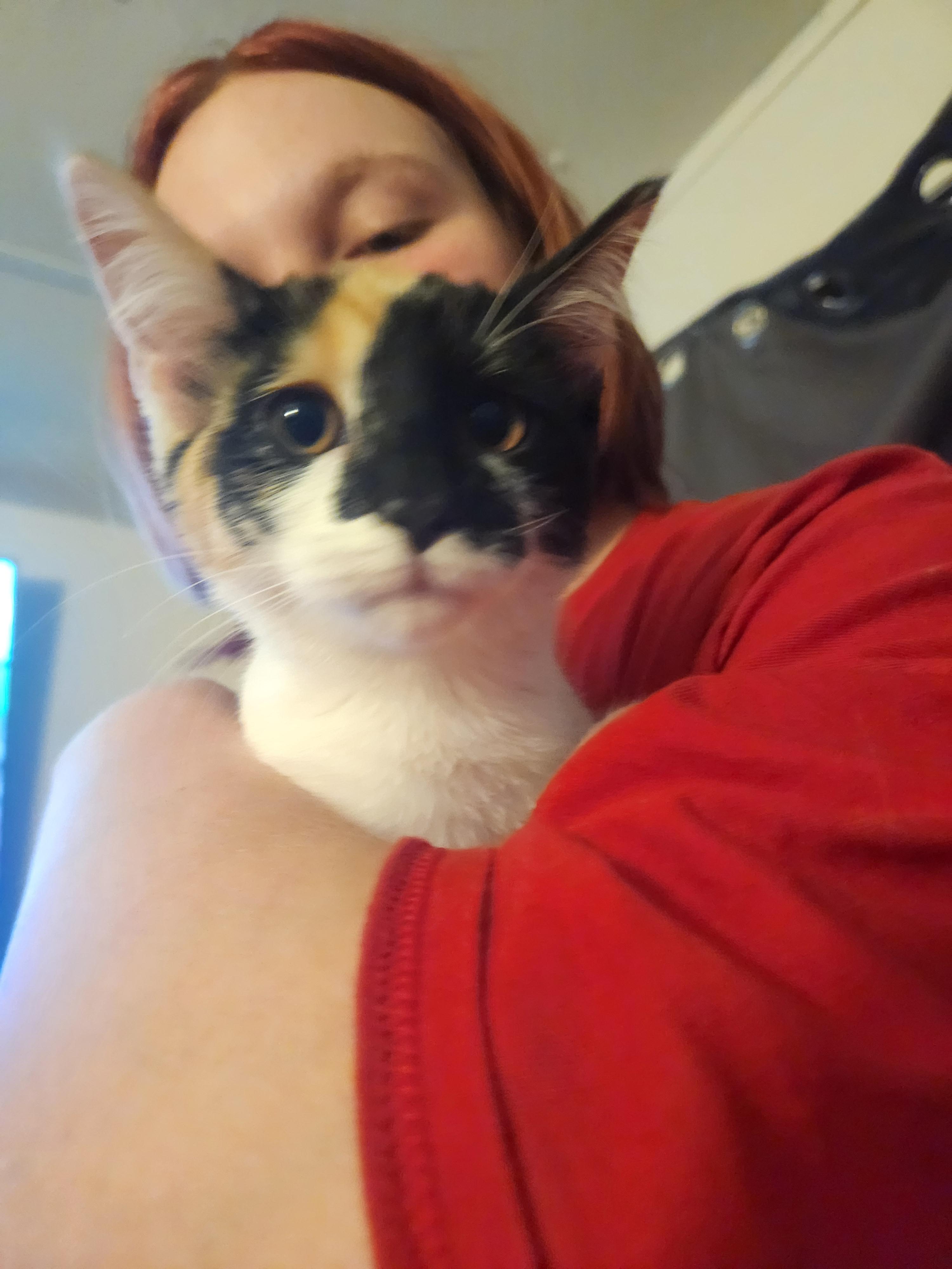 Enlarge Piglet, a Adoptable Domestic Short Hair in Mount Pleasant, TX image 5/5