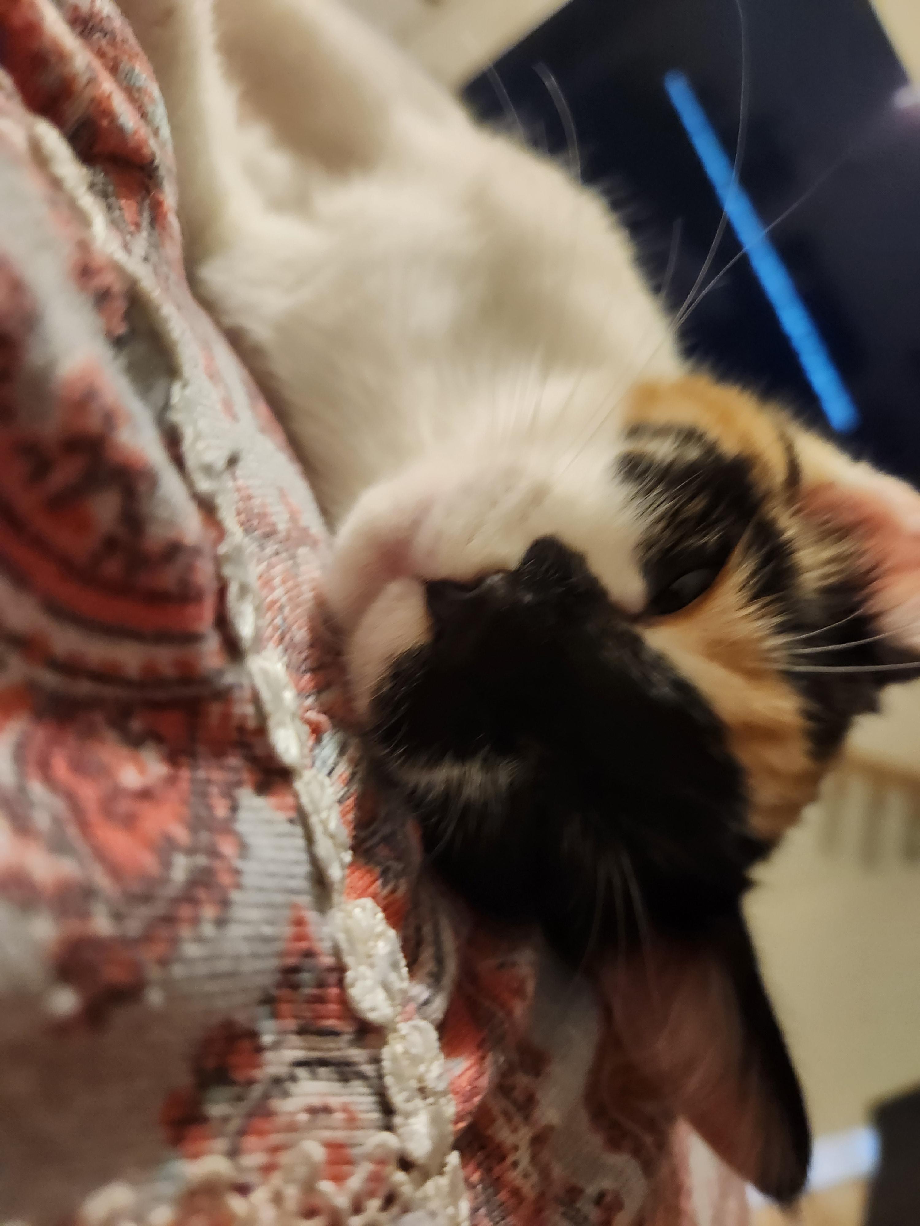 Enlarge Piglet, a Adoptable Domestic Short Hair in Mount Pleasant, TX image 3/5