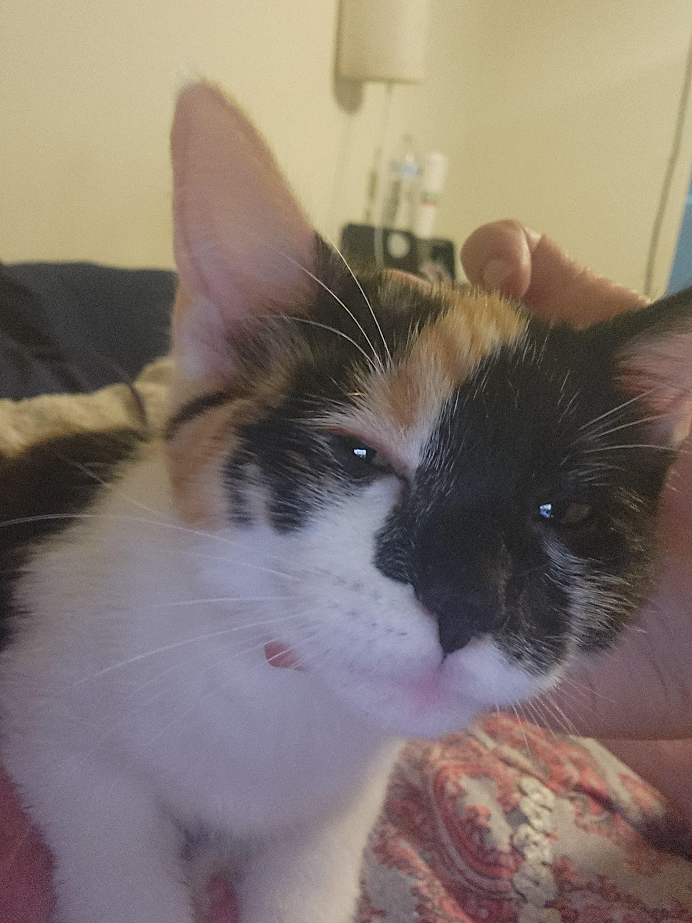 Enlarge Piglet, a Adoptable Domestic Short Hair in Mount Pleasant, TX image 4/5