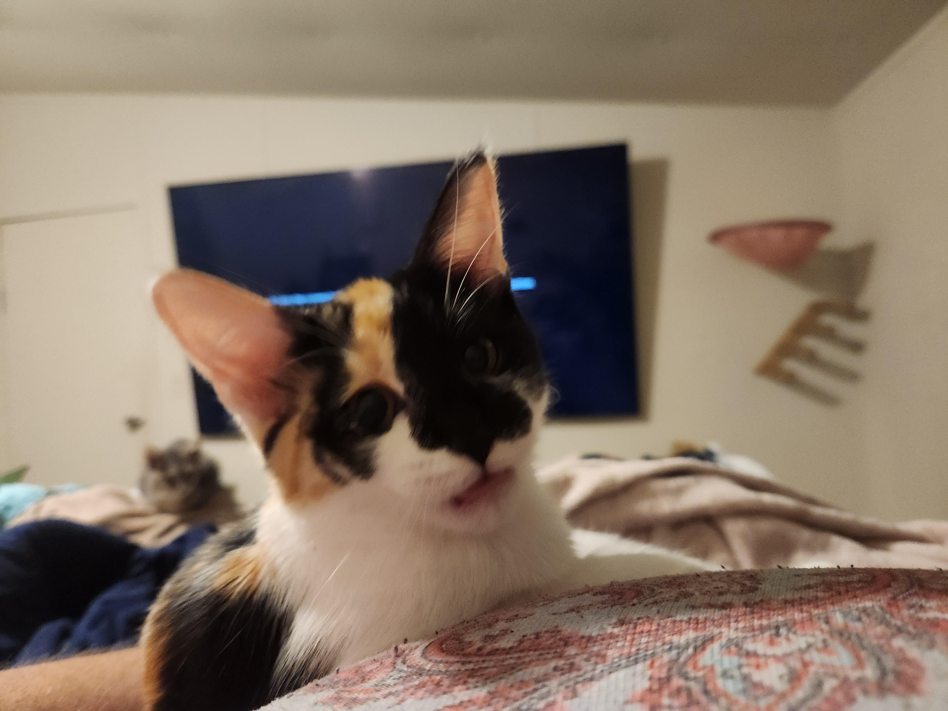 Piglet, Adoptable, Young Female Domestic Short Hair.