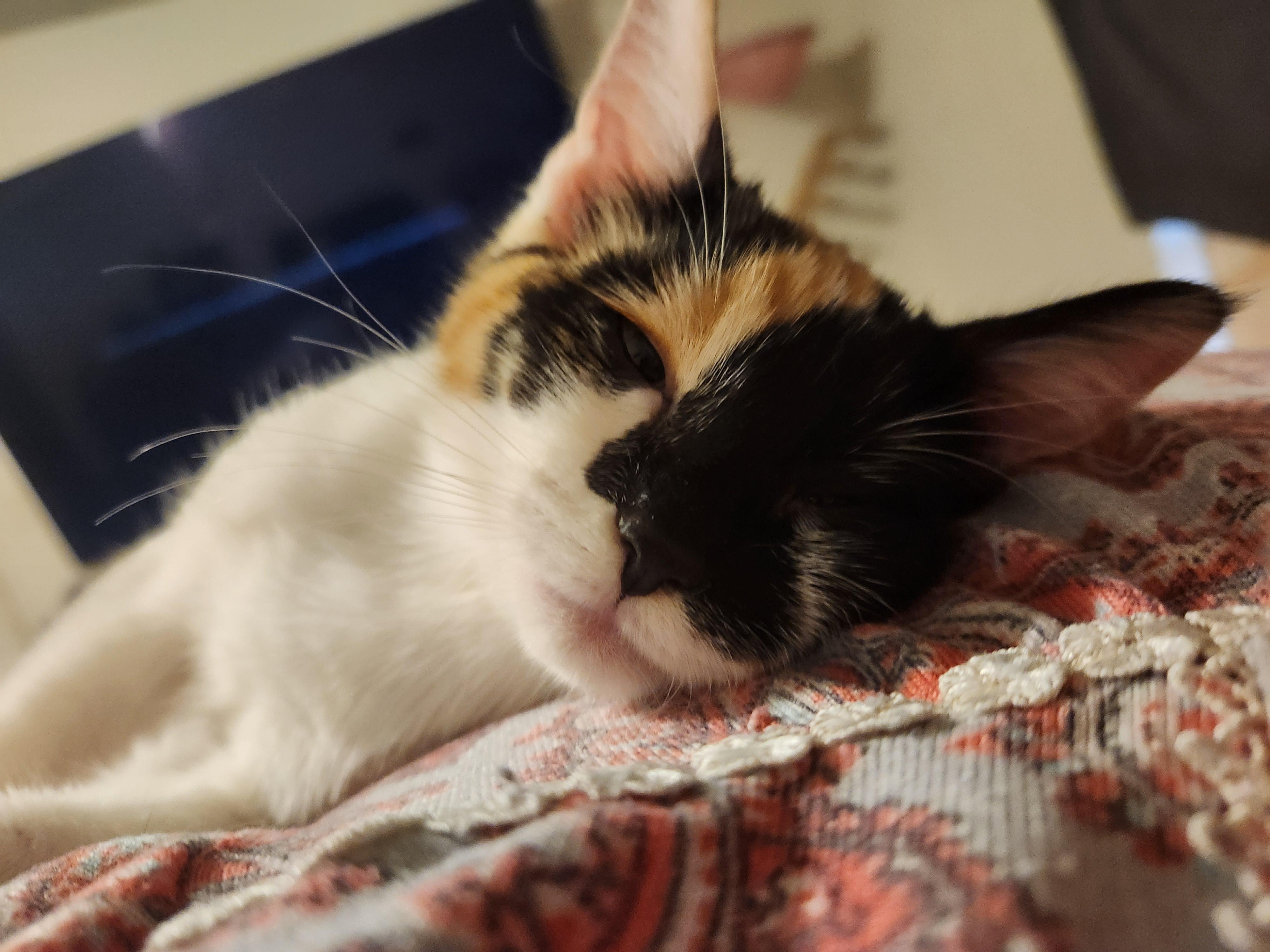 Enlarge Piglet, a Adoptable Domestic Short Hair in Mount Pleasant, TX image 2/5
