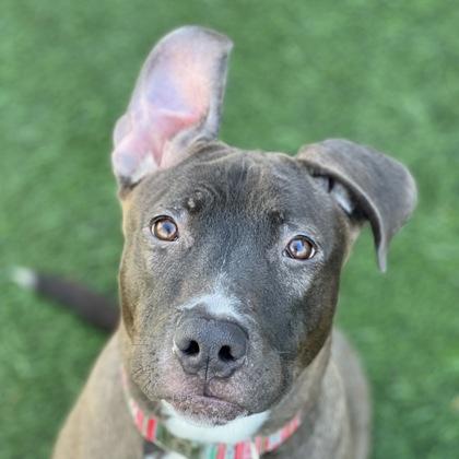 Enlarge Gerta, a Adoptable mixed breed in Sacramento, CA image 1/3