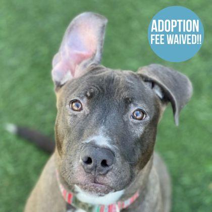 Gerta, Adoptable, Puppy Female Pit Bull Terrier.