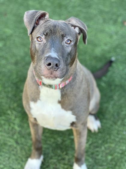 Enlarge Gerta, a Adoptable mixed breed in Sacramento, CA image 3/3