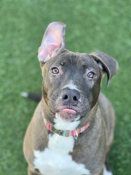 Enlarge Gerta, a Adoptable mixed breed in Sacramento, CA image 2/3