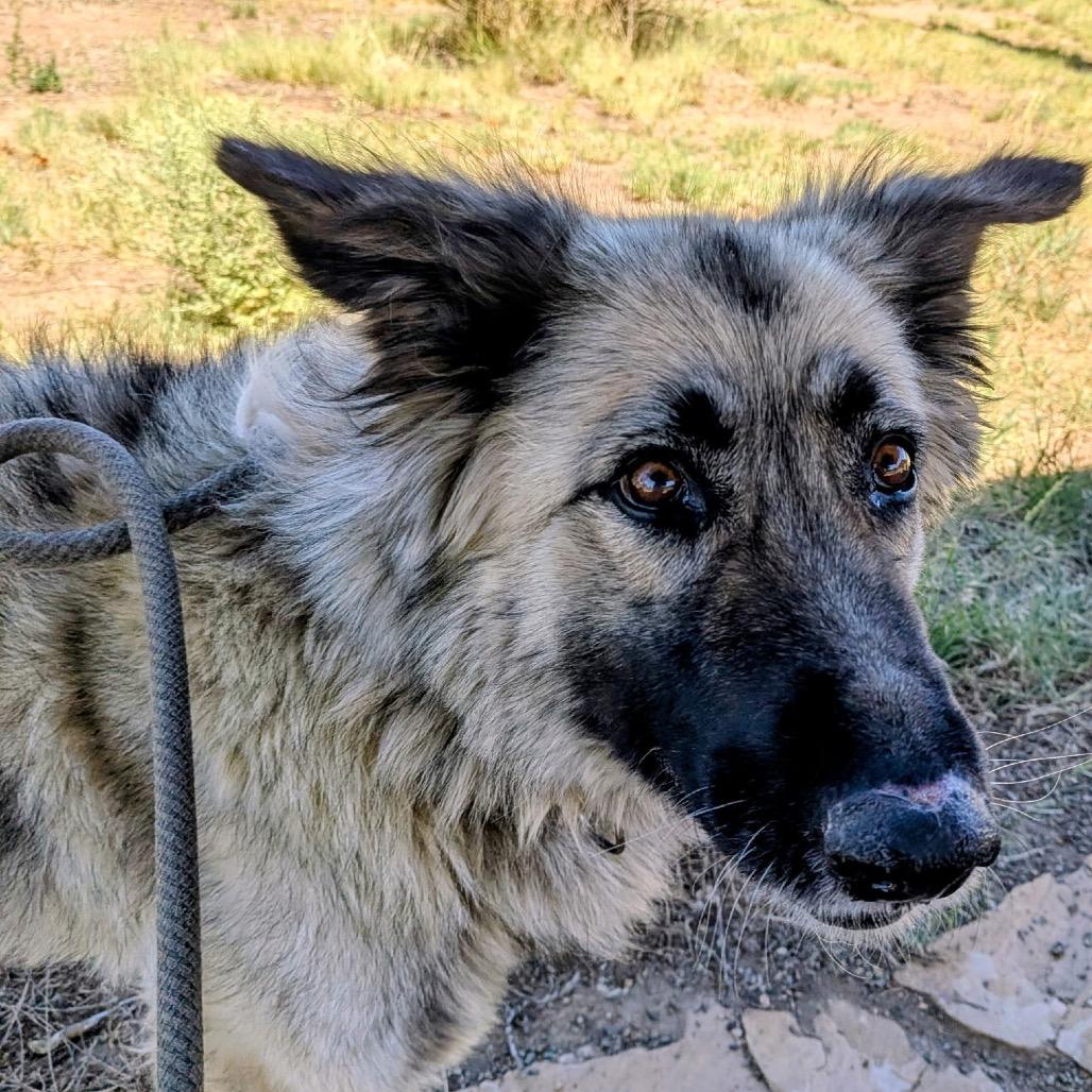 Misty, Adoptable, Adult Female German Shepherd Dog.