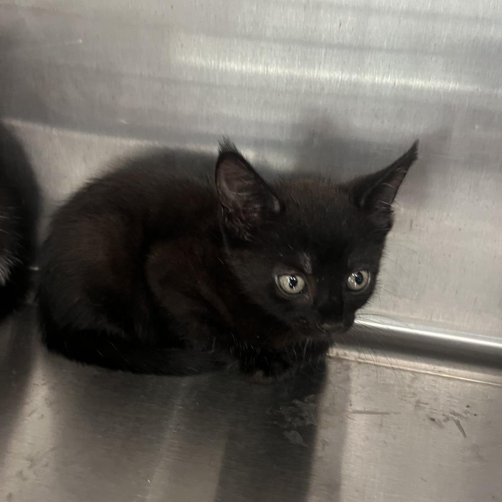 Enlarge Pugsley, a Adoptable Domestic Short Hair in Richmond Hill, GA image 1/2