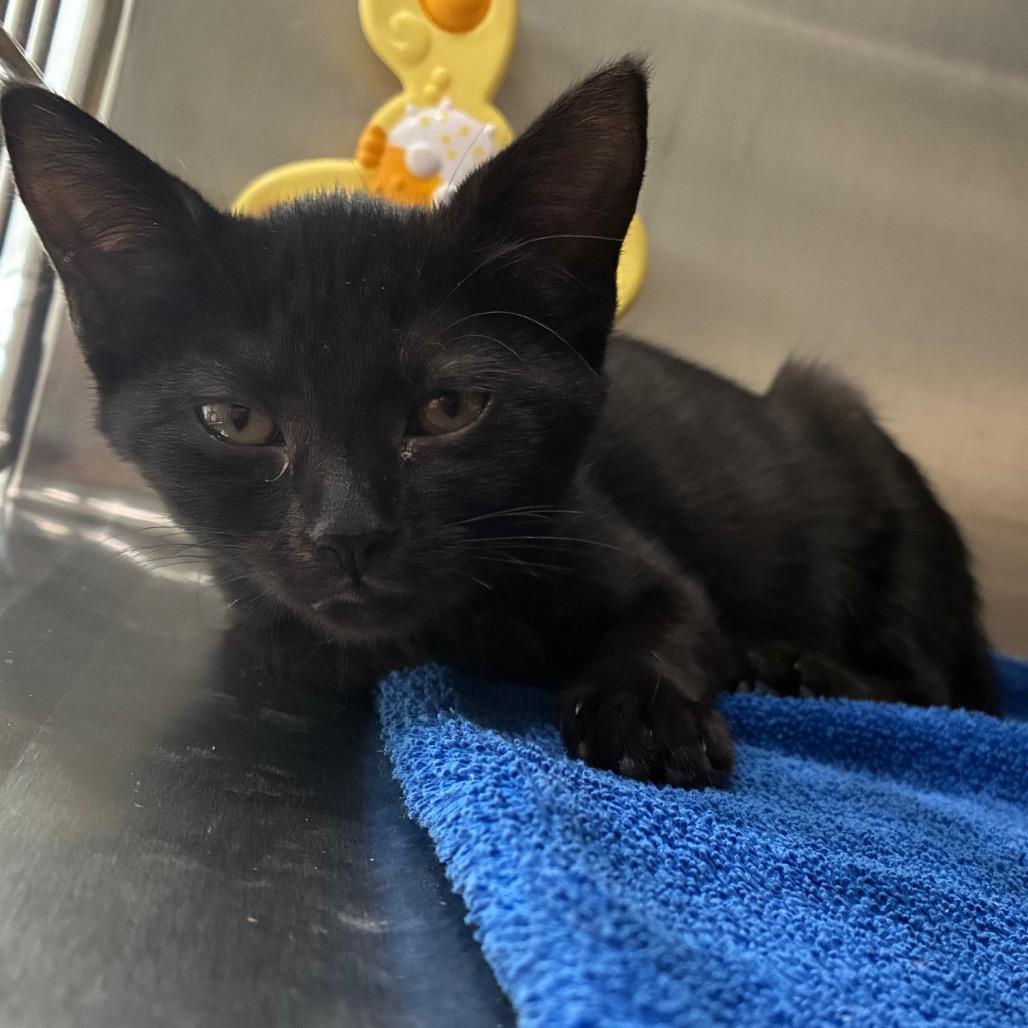Enlarge Pugsley, a Adoptable Domestic Short Hair in Richmond Hill, GA image 2/2