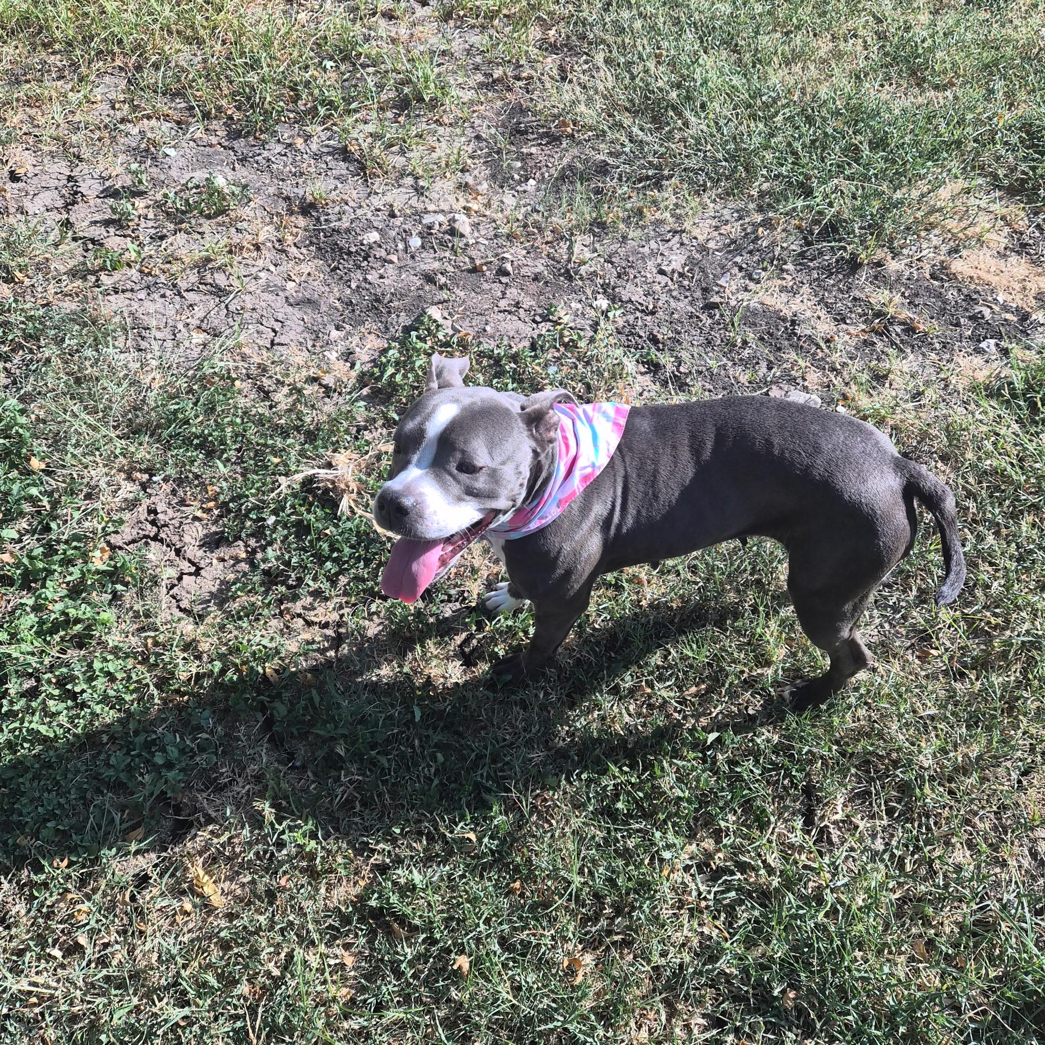 Enlarge Nova, a Adoptable mixed breed in San Antonio, TX image 5/5