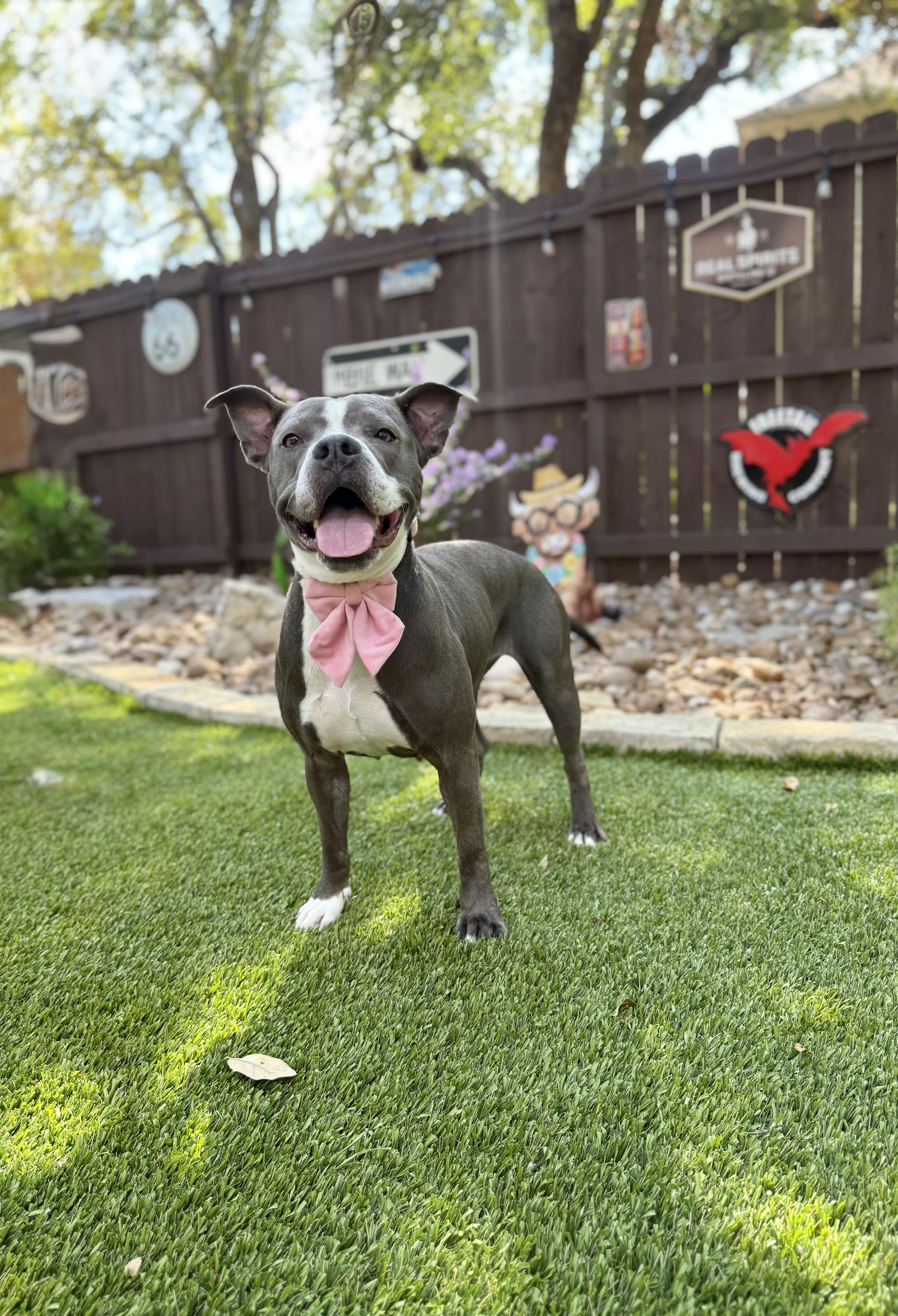 Enlarge Nova, a Adoptable mixed breed in San Antonio, TX image 3/5