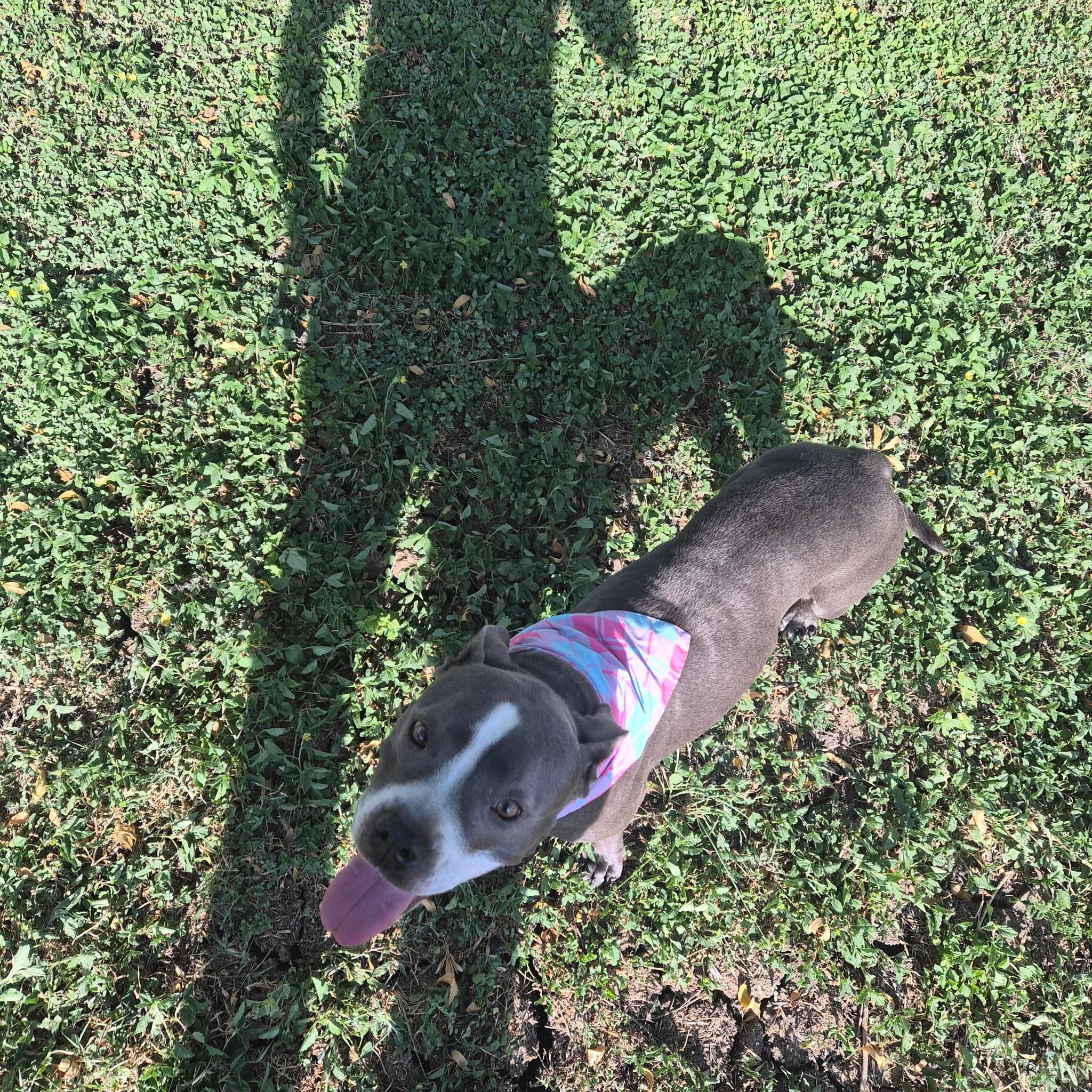 Enlarge Nova, a Adoptable mixed breed in San Antonio, TX image 4/5
