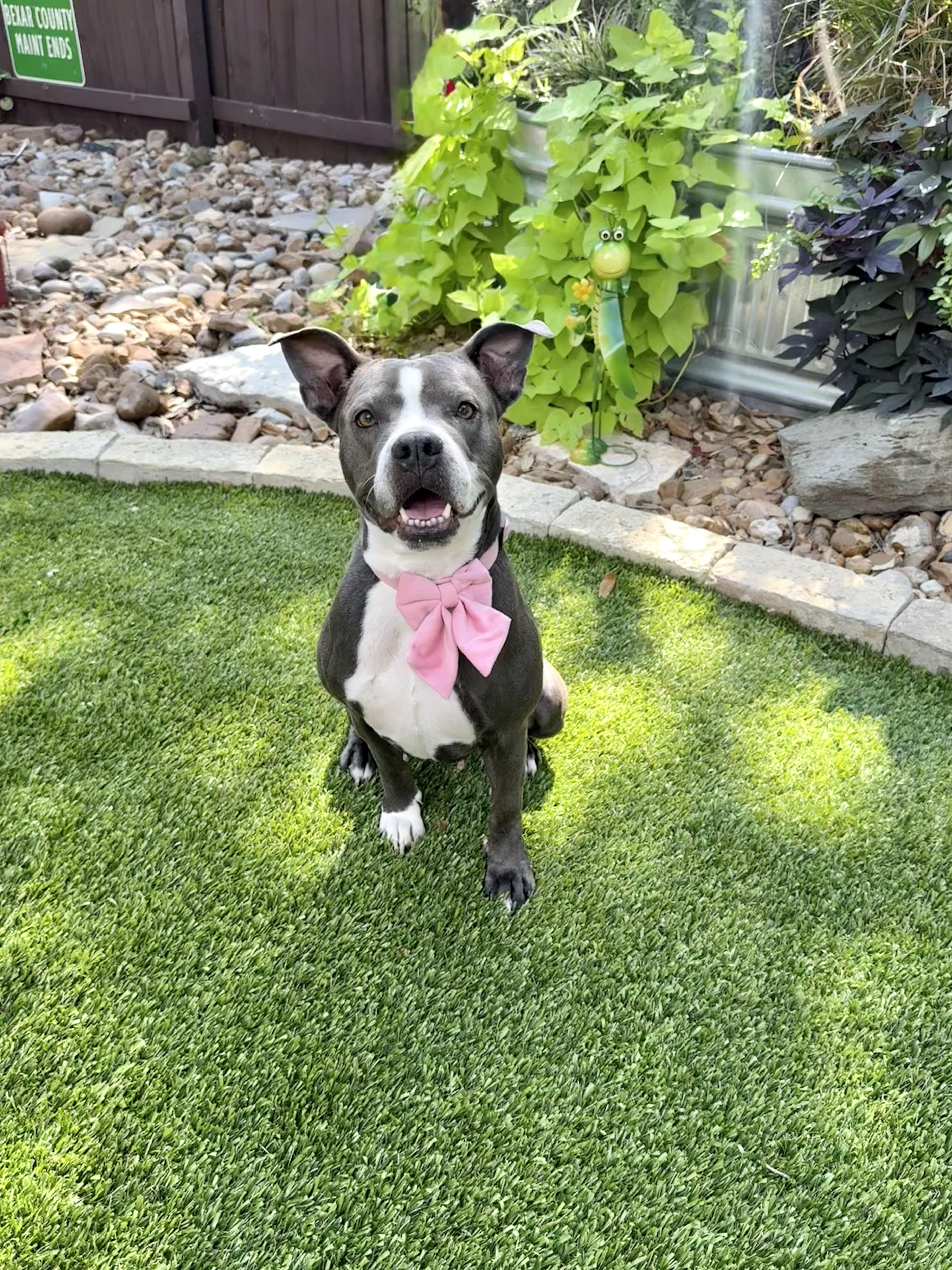 Nova, Adoptable, Adult Female American Staffordshire Terrier & Boxer.