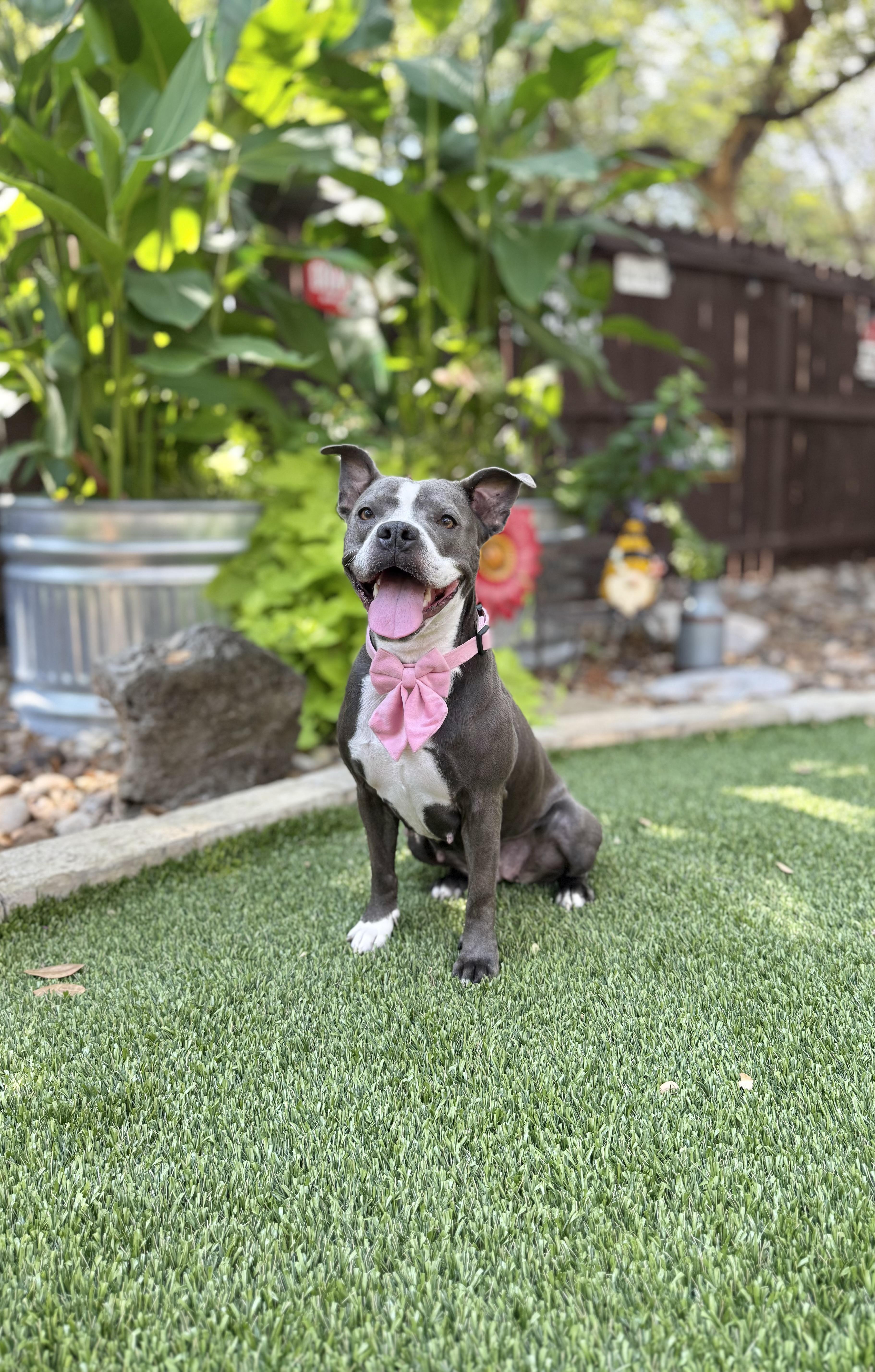 Enlarge Nova, a Adoptable mixed breed in San Antonio, TX image 2/5