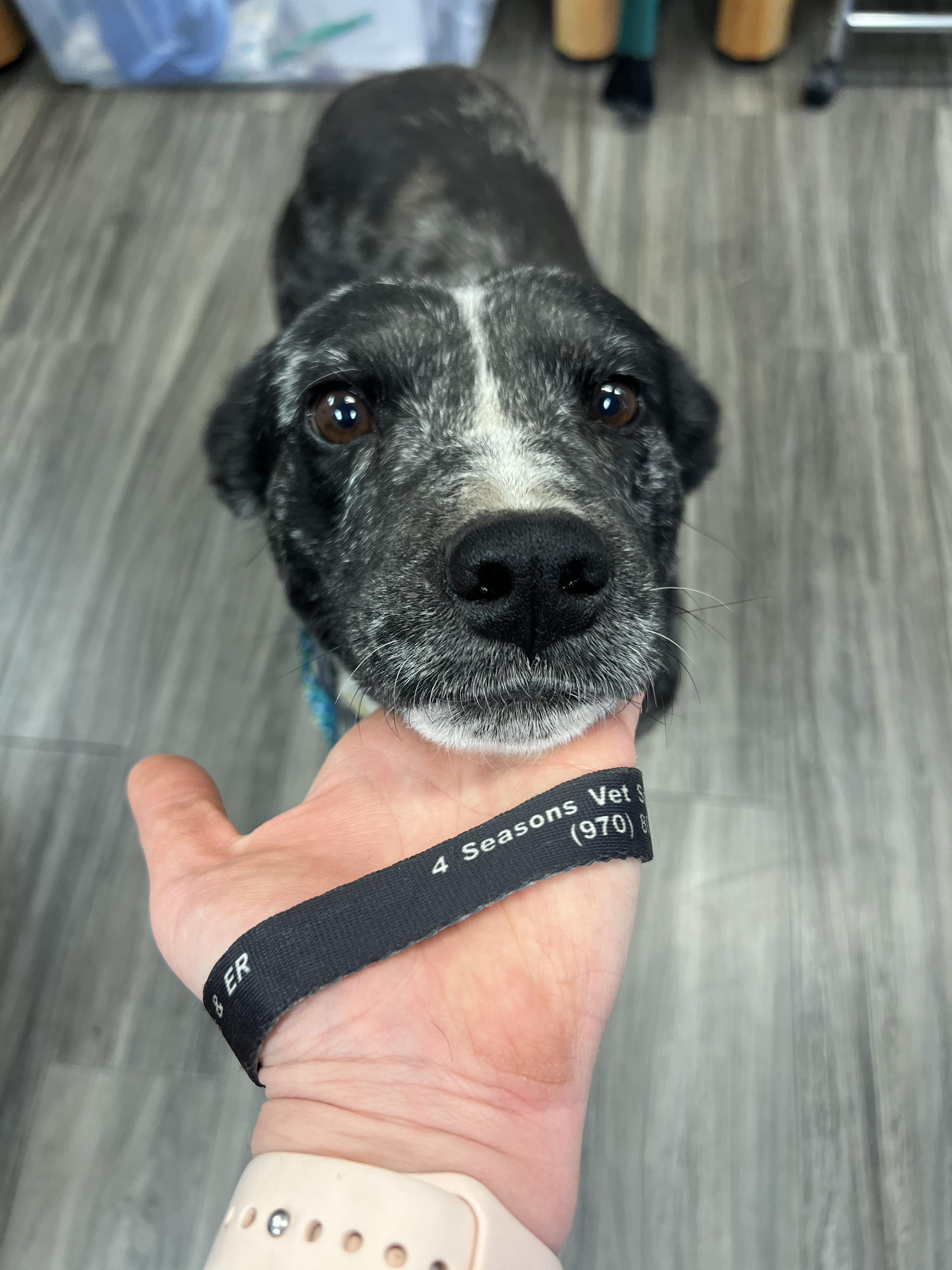 Enlarge Midge, a ADOPTABLE Australian Cattle Dog / Blue Heeler in Fort Collins, CO image 2/3