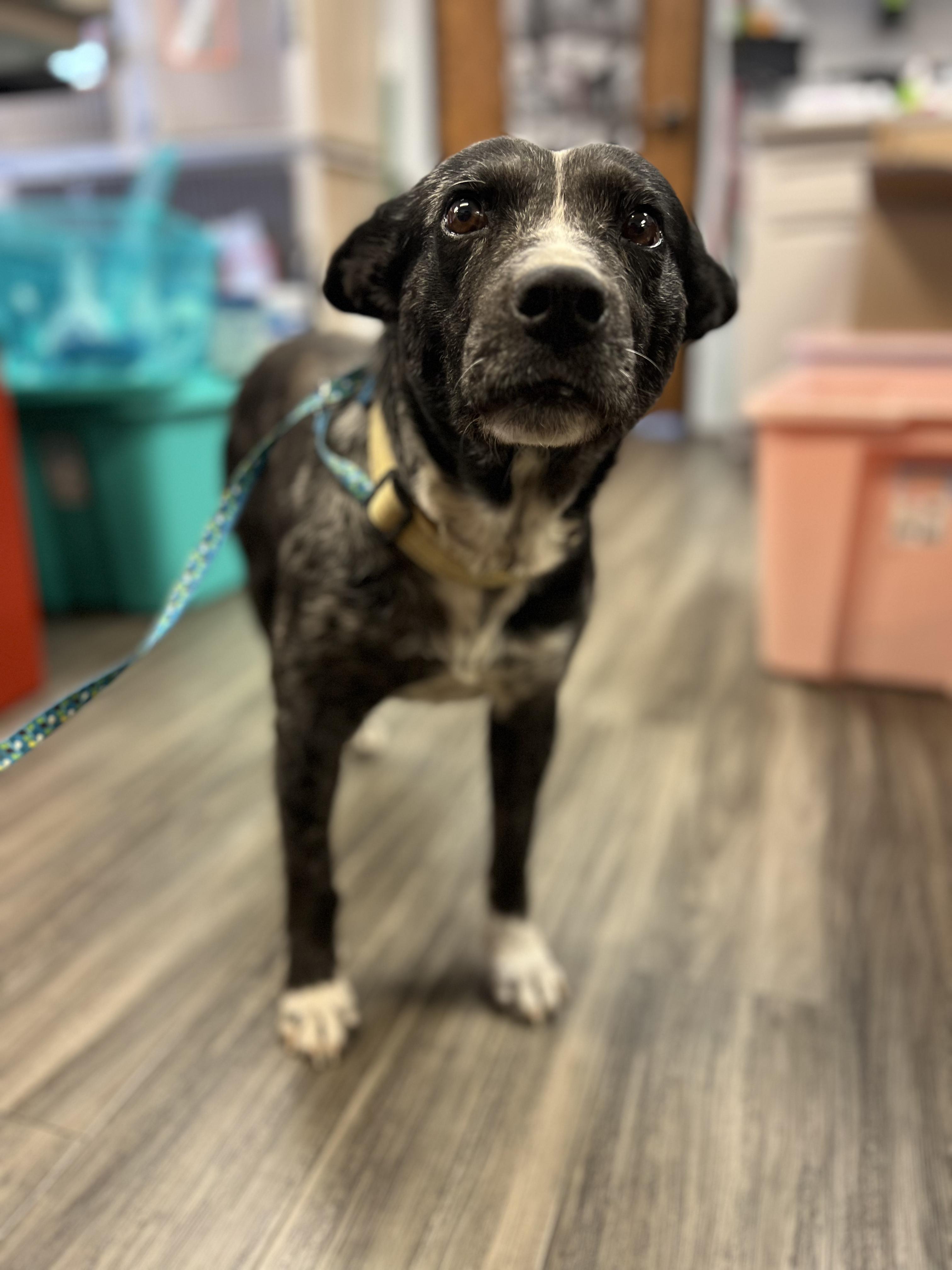 Enlarge Midge, a ADOPTABLE Australian Cattle Dog / Blue Heeler in Fort Collins, CO image 3/3