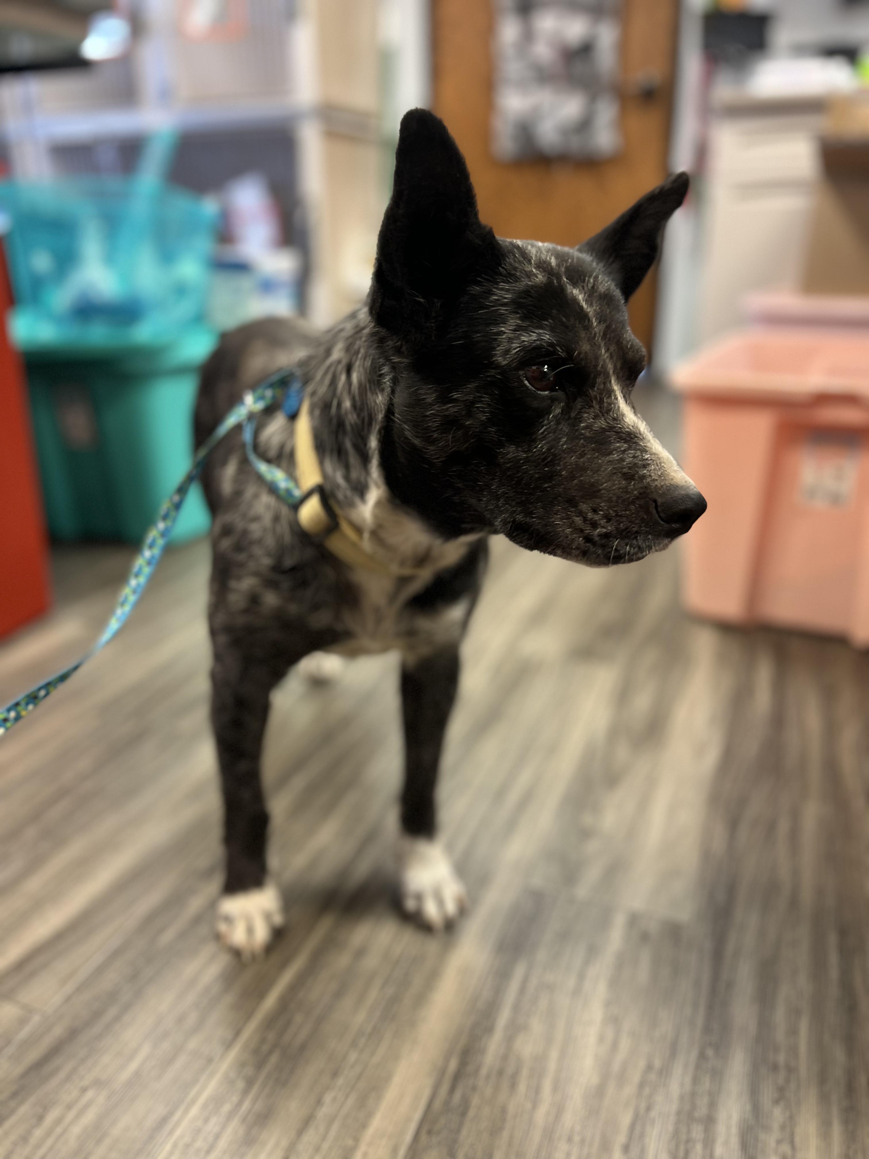 Midge, ADOPTABLE, Adult Female Australian Cattle Dog / Blue Heeler.