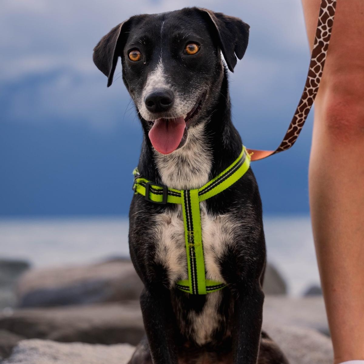 Lira, a ADOPTABLE mixed breed in Morristown, NJ image 5/6