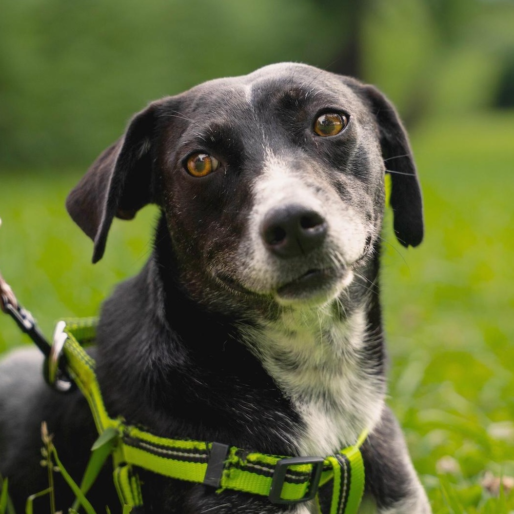 Lira, a ADOPTABLE mixed breed in Morristown, NJ image 4/6