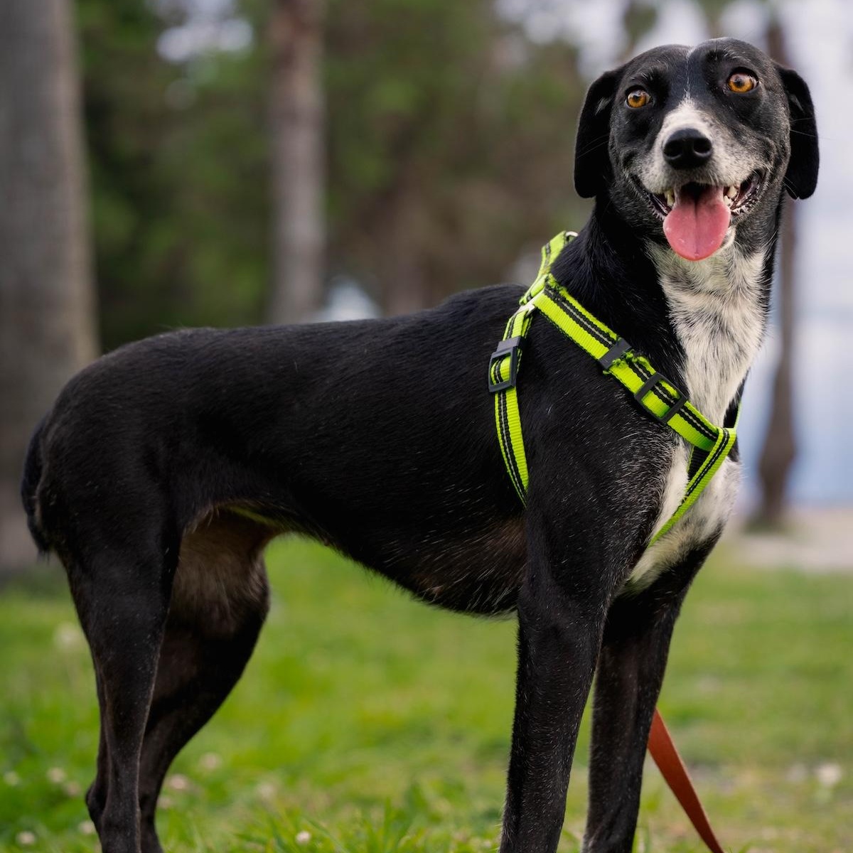 Lira, a ADOPTABLE mixed breed in Morristown, NJ image 6/6