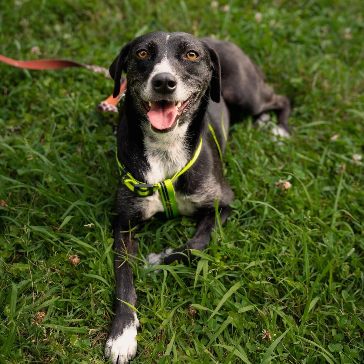 Lira, ADOPTABLE, Young Female Whippet & Terrier.