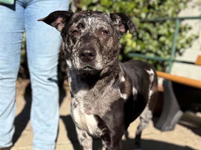 Enlarge Bethany Gladys A438468, a Adoptable Catahoula Leopard Dog in Petaluma, CA image 1/1