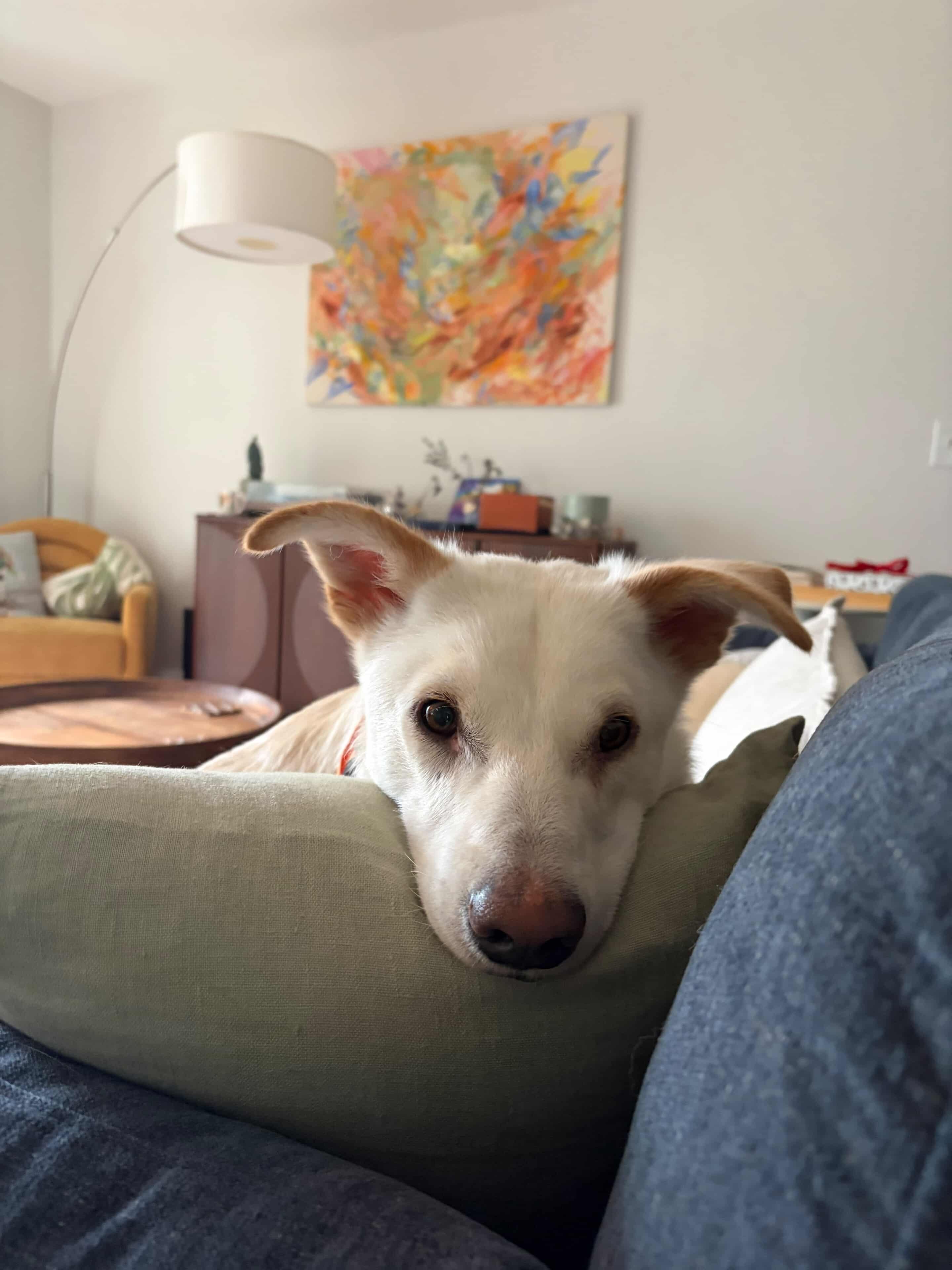 Brady, Adoptable, Young Male Husky.