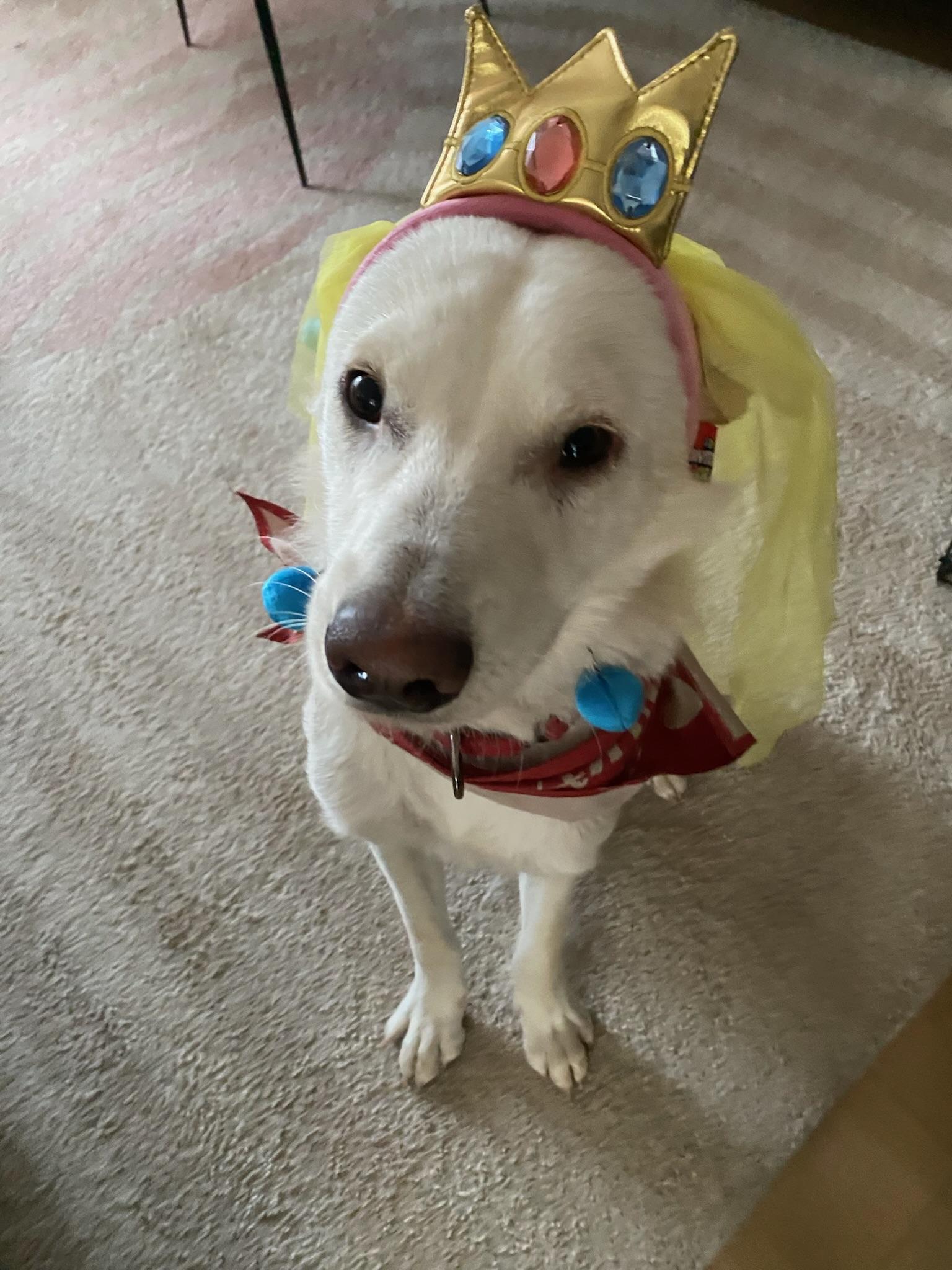 Enlarge Brady, a Adoptable mixed breed in sherman oaks, CA image 3/6