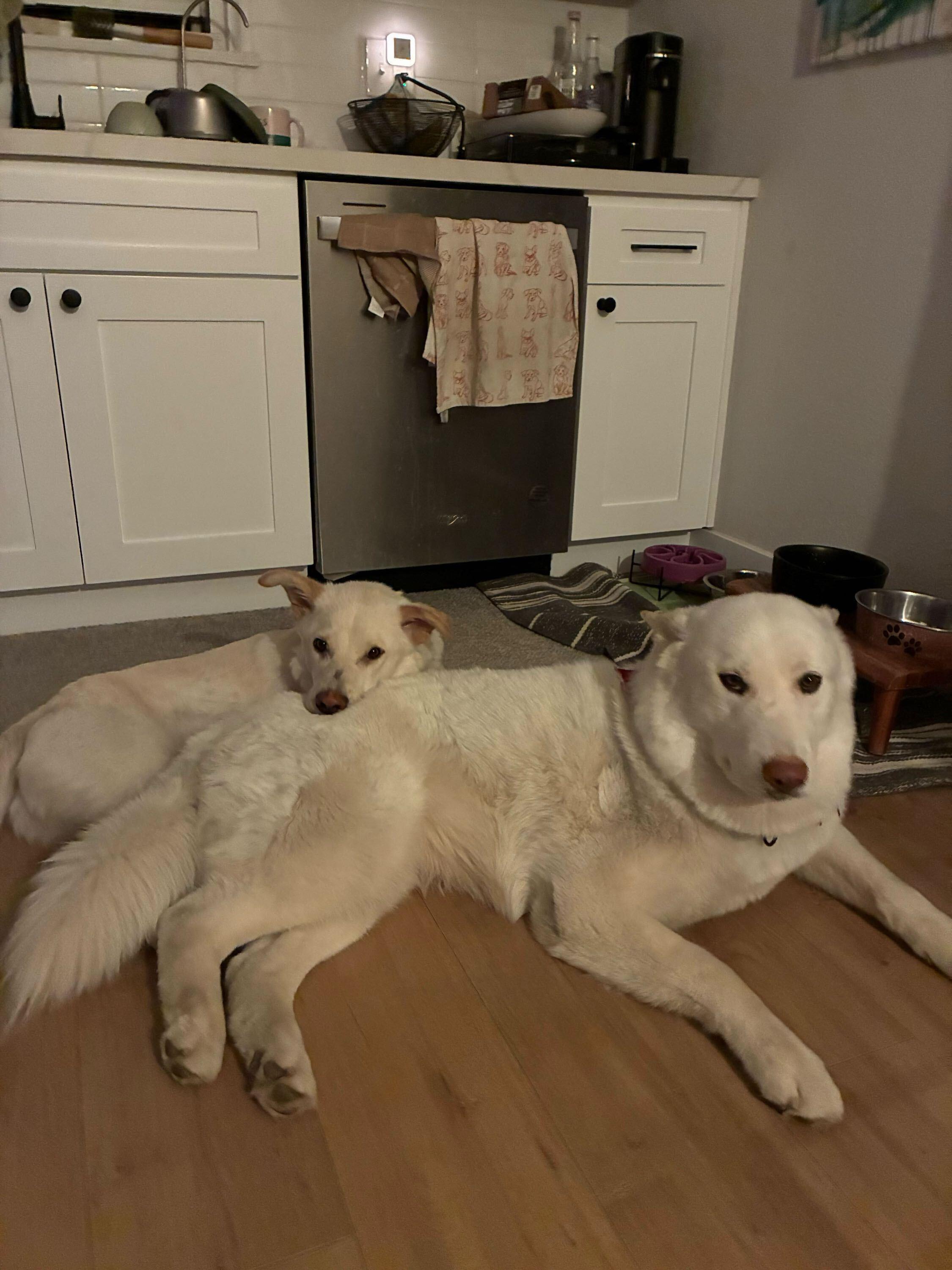 Brady, Adoptable, Young Male Husky.