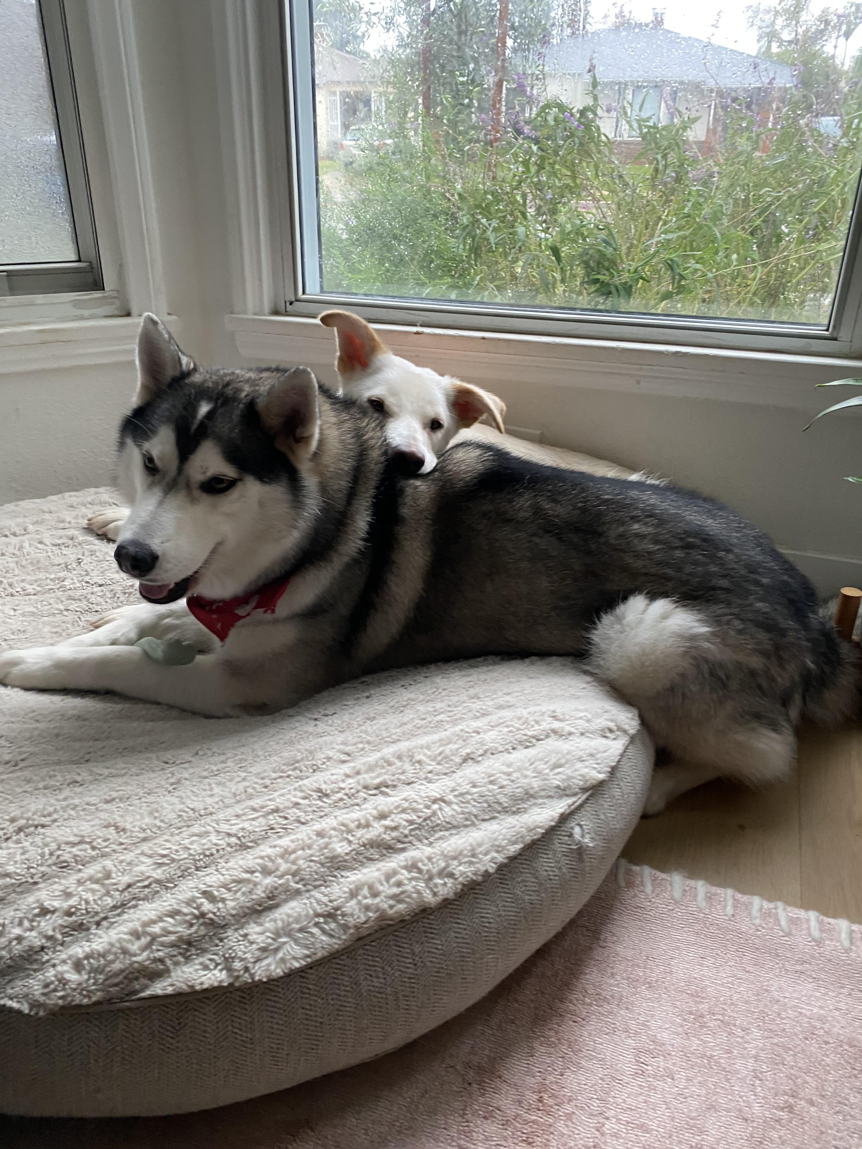 Enlarge Brady, a Adoptable mixed breed in sherman oaks, CA image 6/6