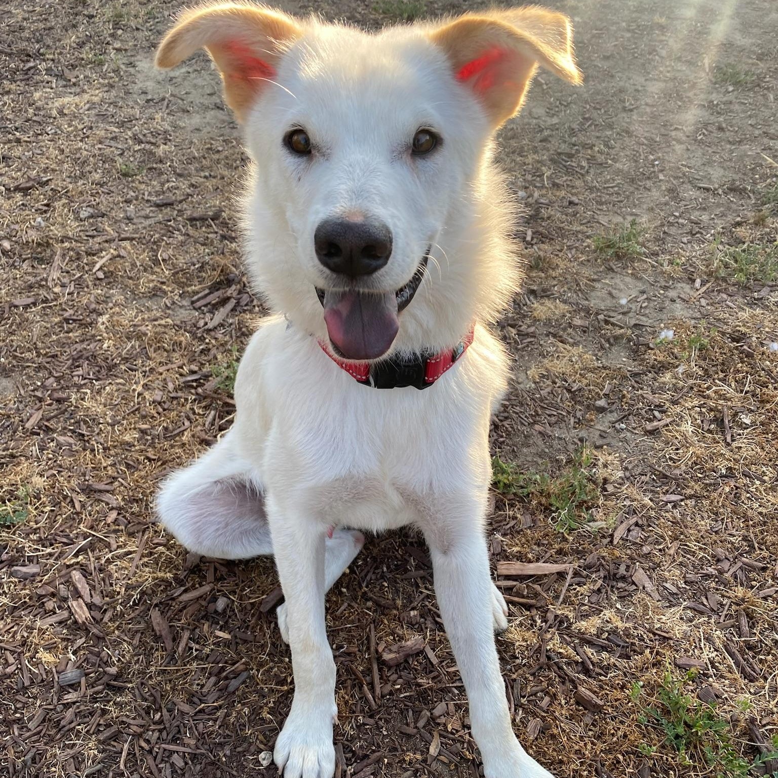 Enlarge Brady, a Adoptable mixed breed in sherman oaks, CA image 5/6