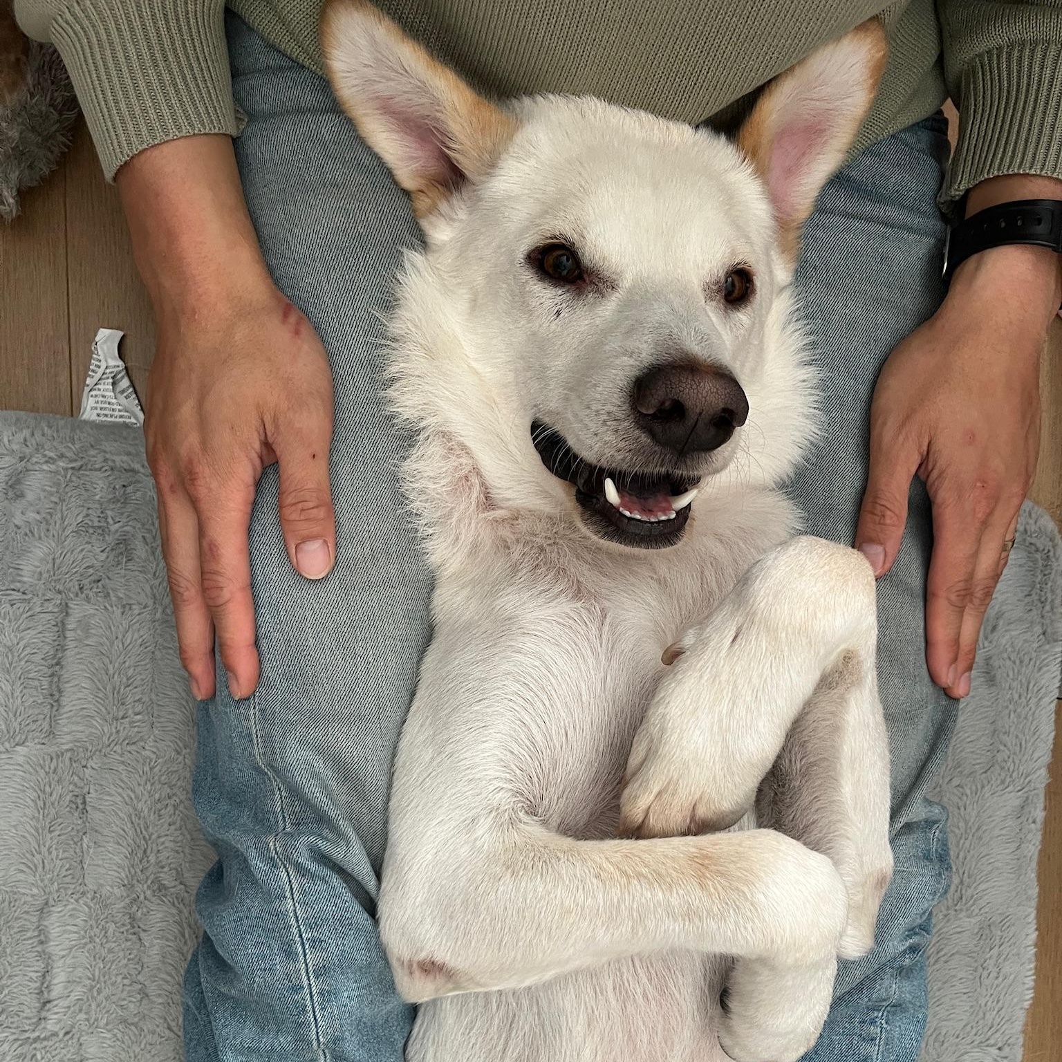 Brady, Adoptable, Young Male Husky.