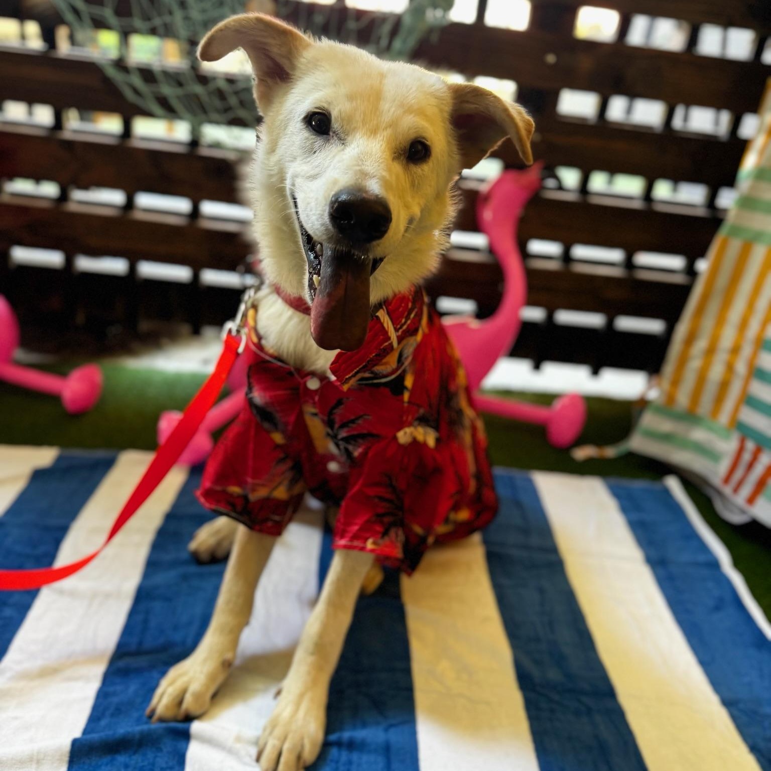 Enlarge Brady, a Adoptable mixed breed in sherman oaks, CA image 6/6