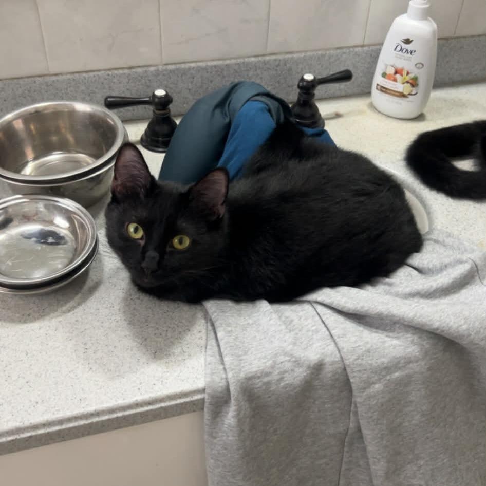 Enlarge Squash, a Adoptable Domestic Short Hair in Sioux Falls, SD image 1/4