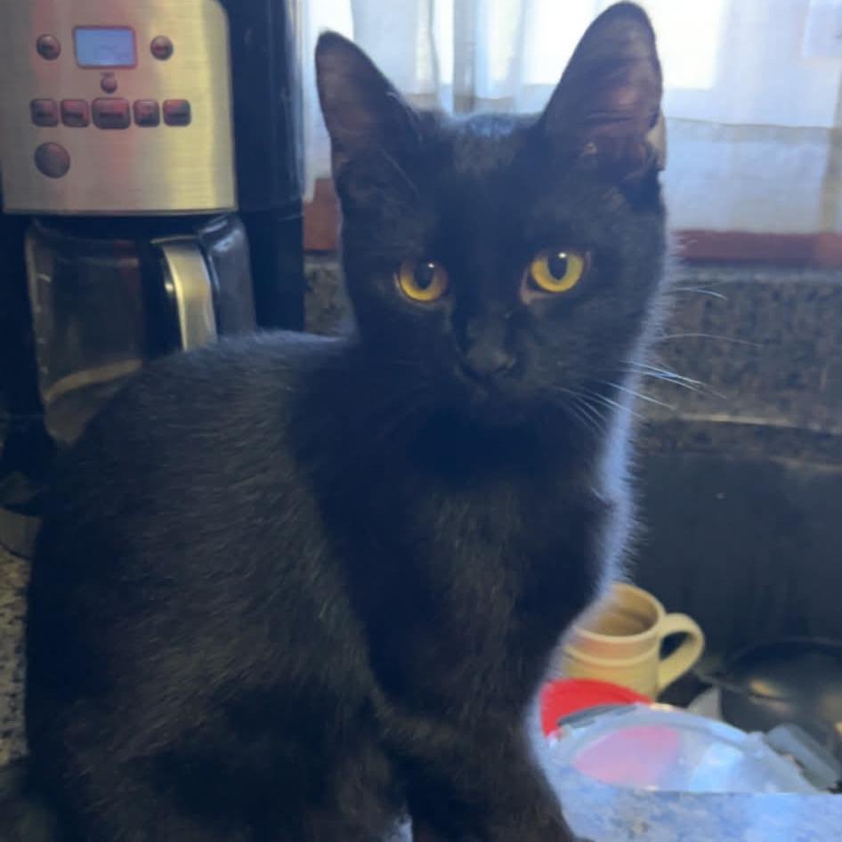 Enlarge Squash, a Adoptable Domestic Short Hair in Sioux Falls, SD image 2/4