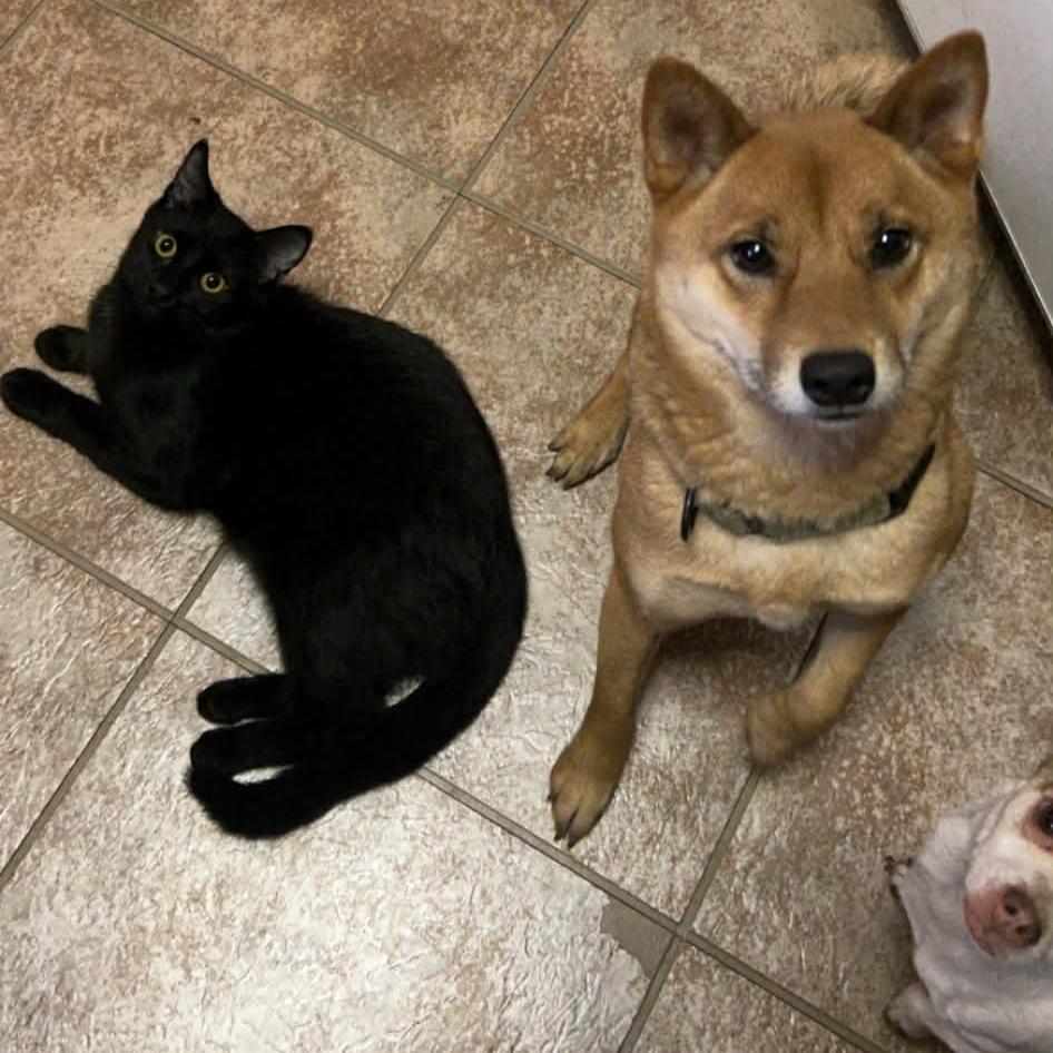 Enlarge Squash, a Adoptable Domestic Short Hair in Sioux Falls, SD image 3/4