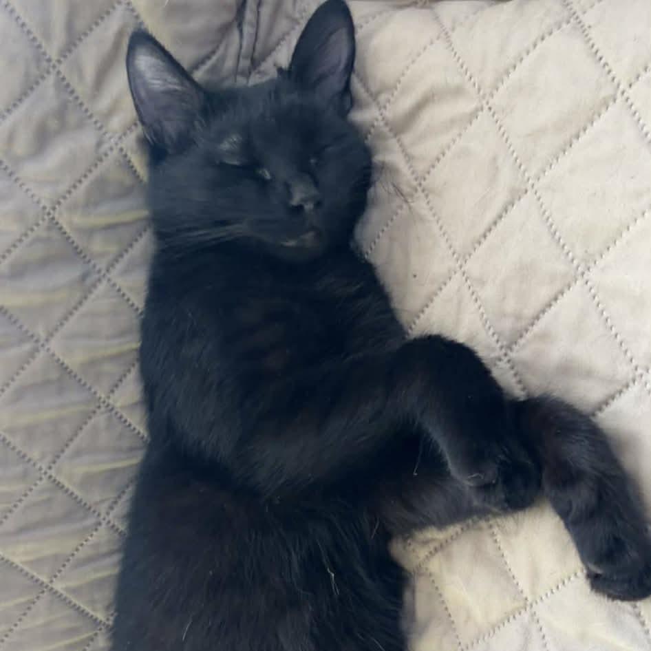 Enlarge Squash, a Adoptable Domestic Short Hair in Sioux Falls, SD image 4/4