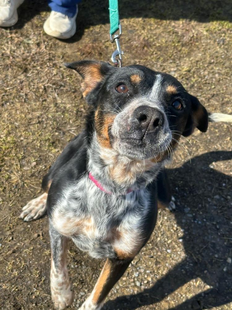 Enlarge Solice, a Adoptable Australian Cattle Dog / Blue Heeler in Franklin, PA image 1/3