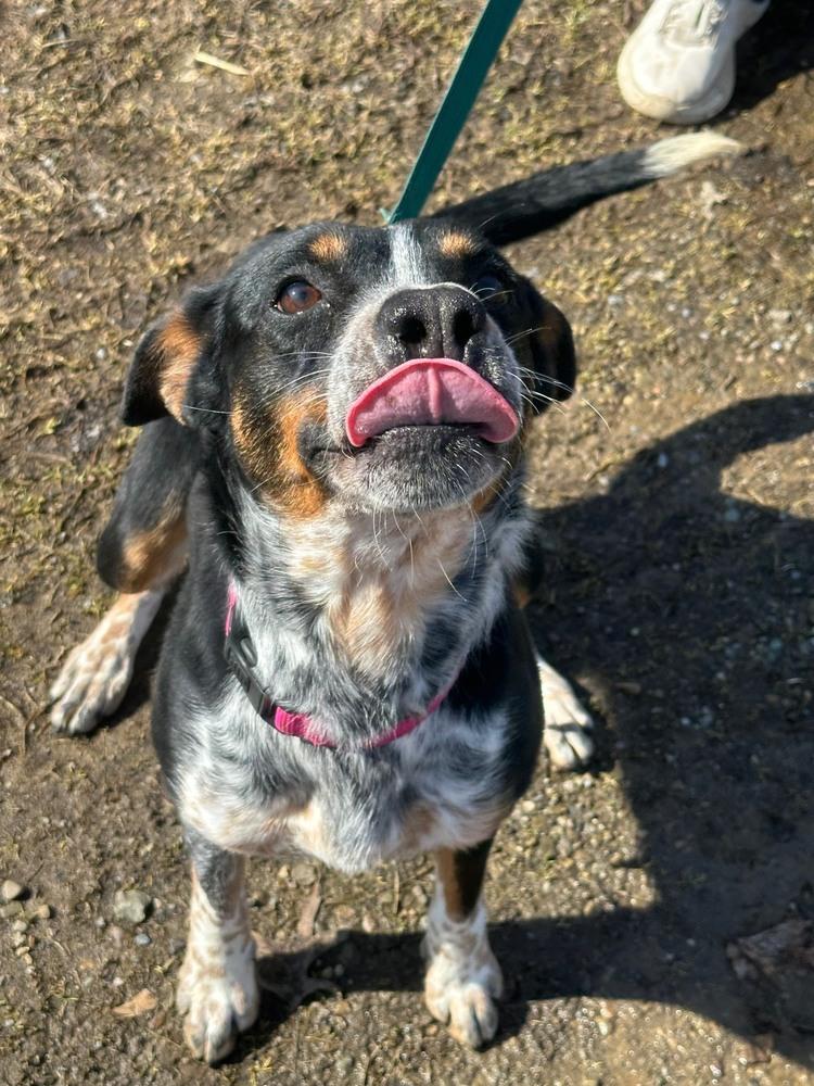 Enlarge Solice, a Adoptable Australian Cattle Dog / Blue Heeler in Franklin, PA image 2/3