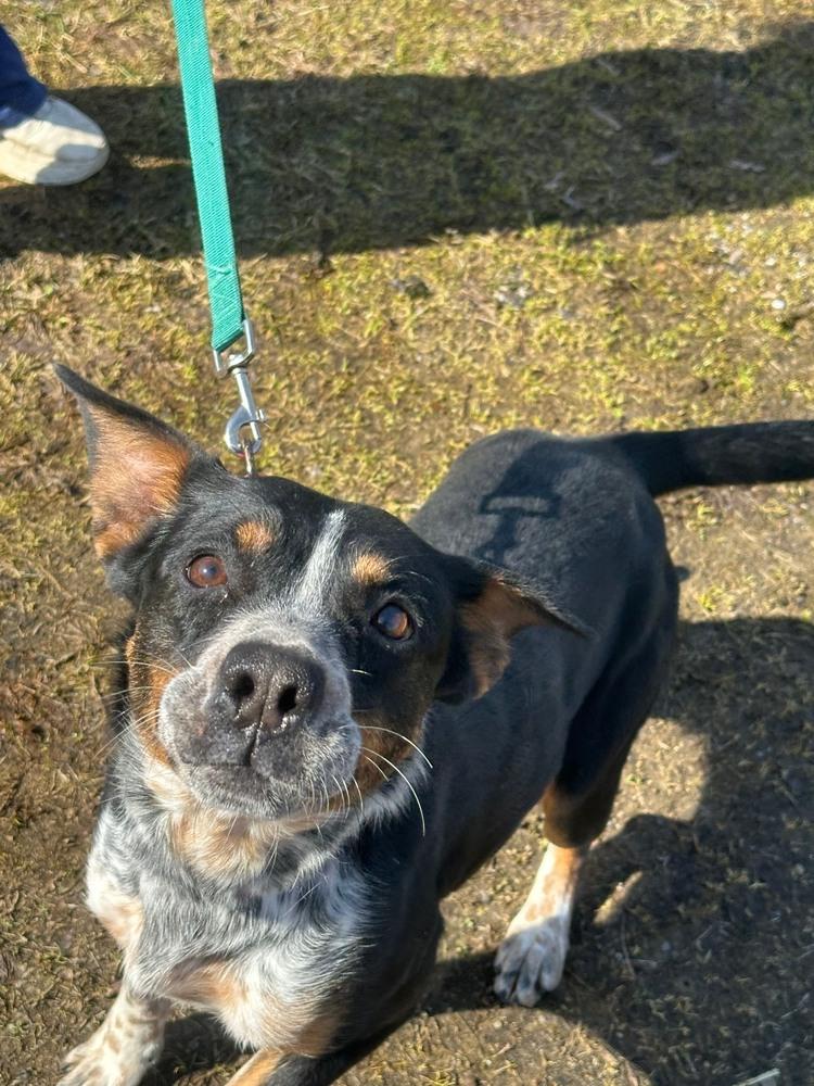 Enlarge Solice, a Adoptable Australian Cattle Dog / Blue Heeler in Franklin, PA image 3/3