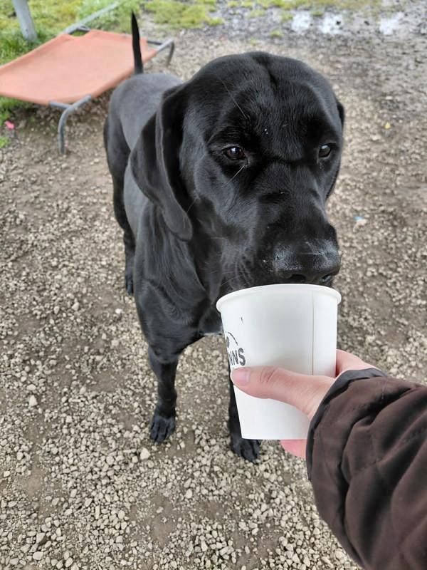 Lady, Adoptable, Adult Female Coonhound & Labrador Retriever.