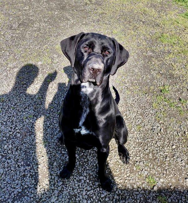 Lady, a Adoptable mixed breed in McMinnville, OR image 2/4