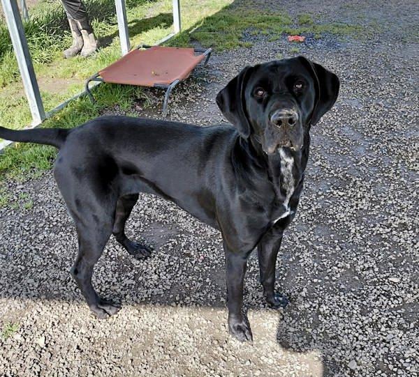 Lady, a Adoptable mixed breed in McMinnville, OR image 3/4