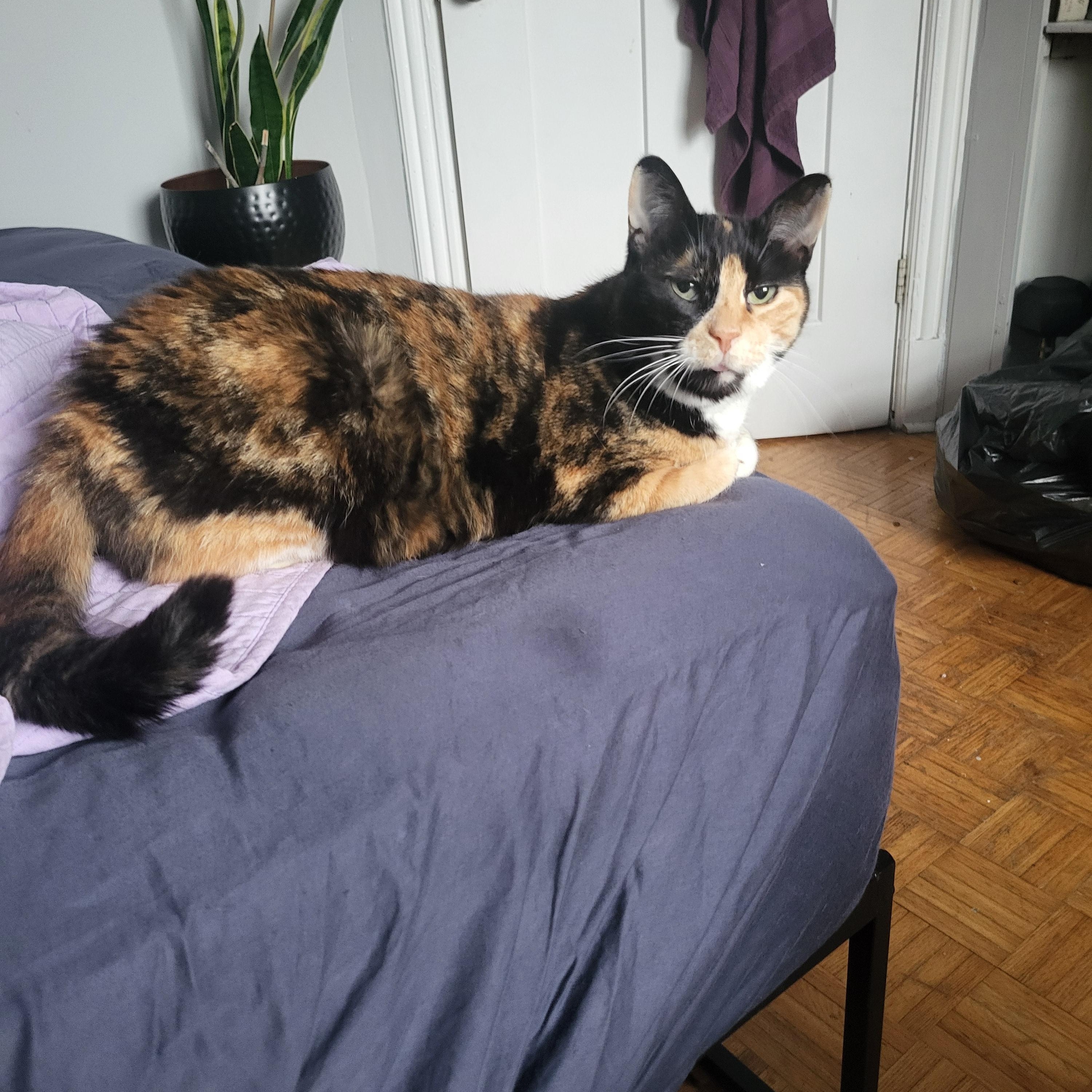 Enlarge Sophie, a Adoptable Domestic Short Hair in Oshawa, ON image 2/2