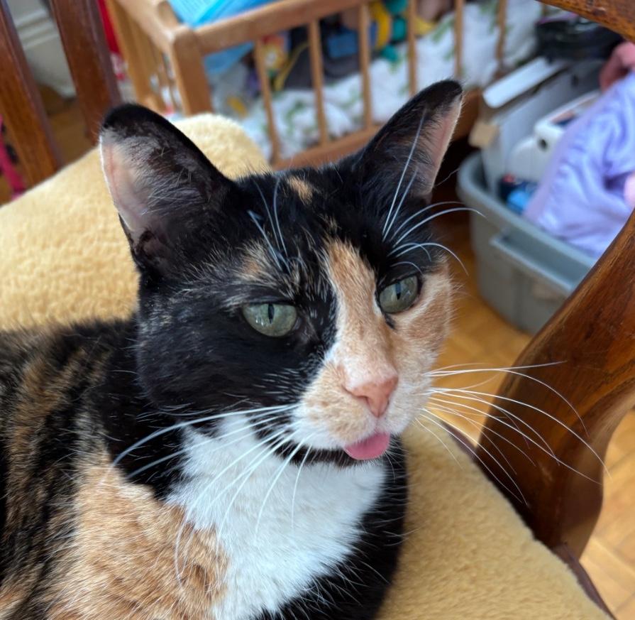 Enlarge Sophie, a Adoptable Domestic Short Hair in Oshawa, ON image 1/2