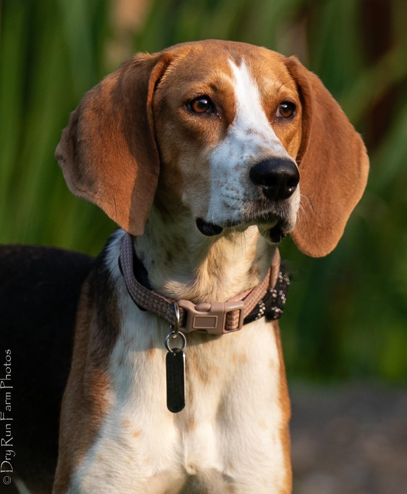 Enlarge Chrissy, a ADOPTABLE mixed breed in Lexington, MA image 1/5