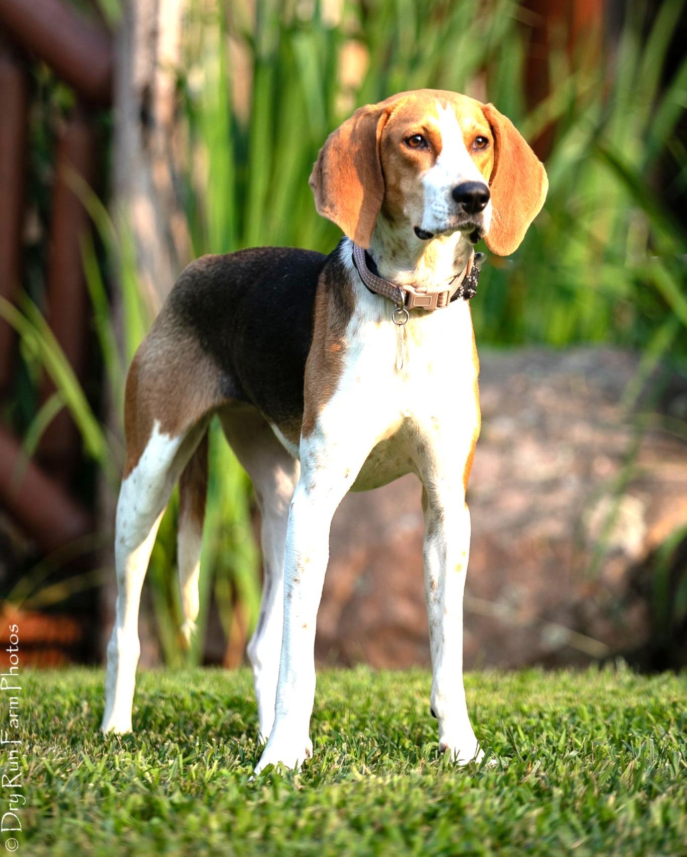 Enlarge Chrissy, a ADOPTABLE mixed breed in Lexington, MA image 3/5