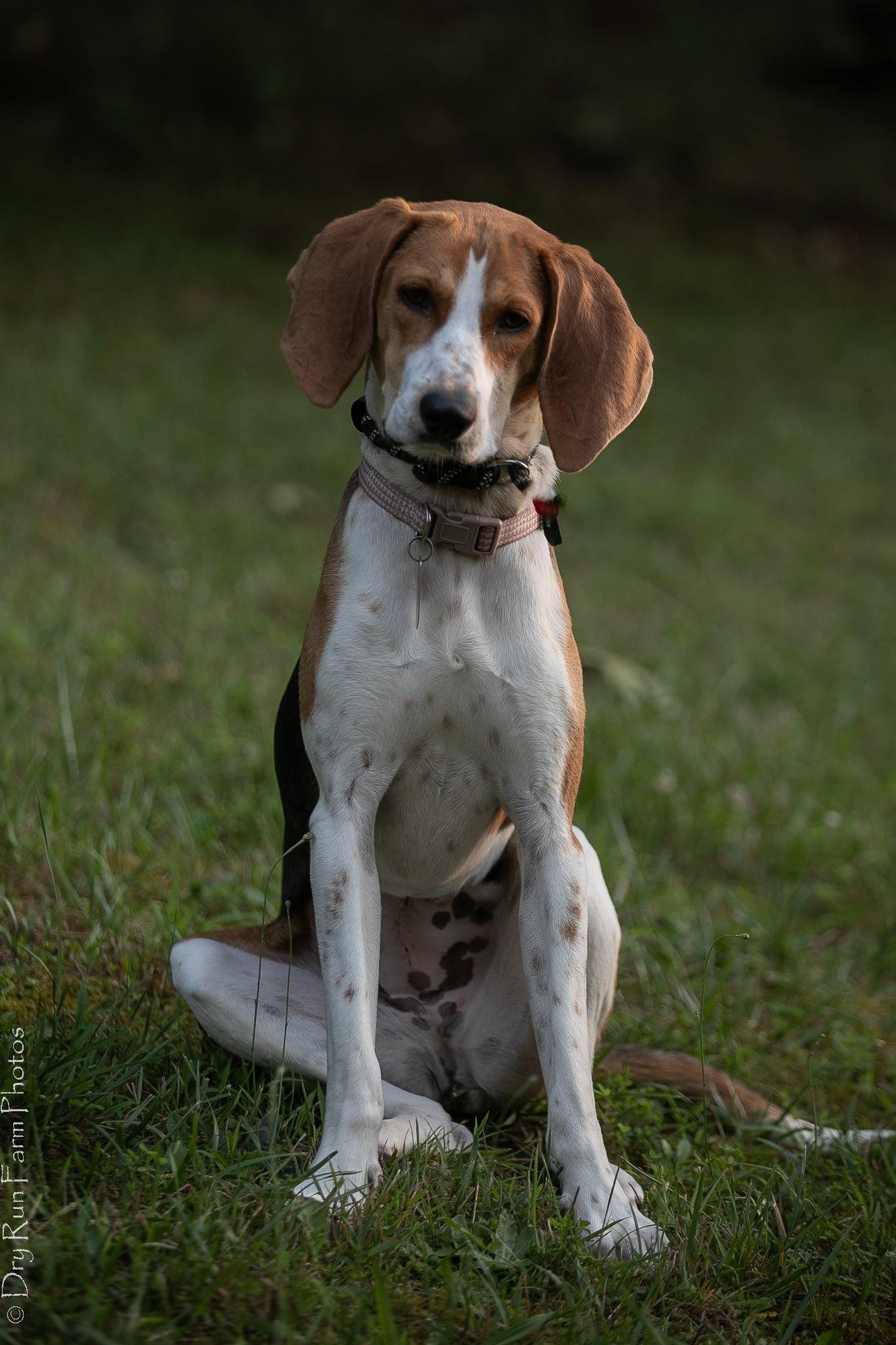 Enlarge Chrissy, a ADOPTABLE mixed breed in Lexington, MA image 2/5