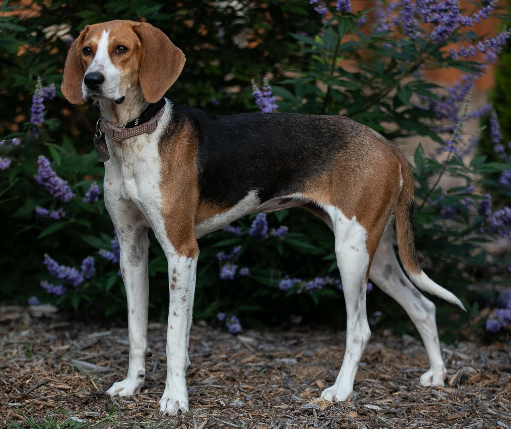 Enlarge Chrissy, a ADOPTABLE mixed breed in Lexington, MA image 5/5